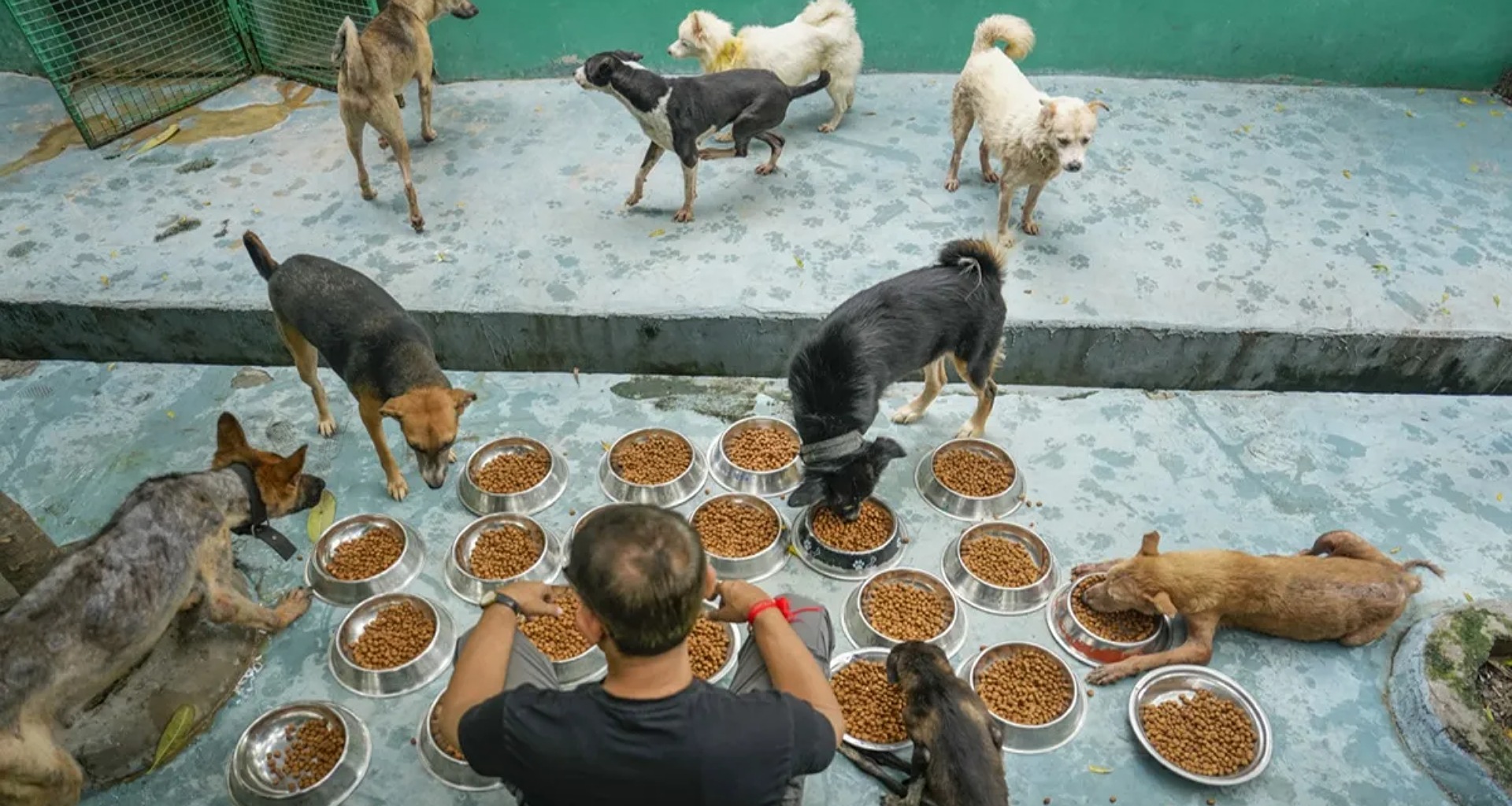 રખડતા કૂતરાઓ રસ્તા પર જ રહેશે કે આશ્રય ગૃહમાં જશે? દિલ્હી-એનસીઆરમાં રખડતા કૂતરાઓ પર આજે 'સુપ્રીમ' નિર્ણય