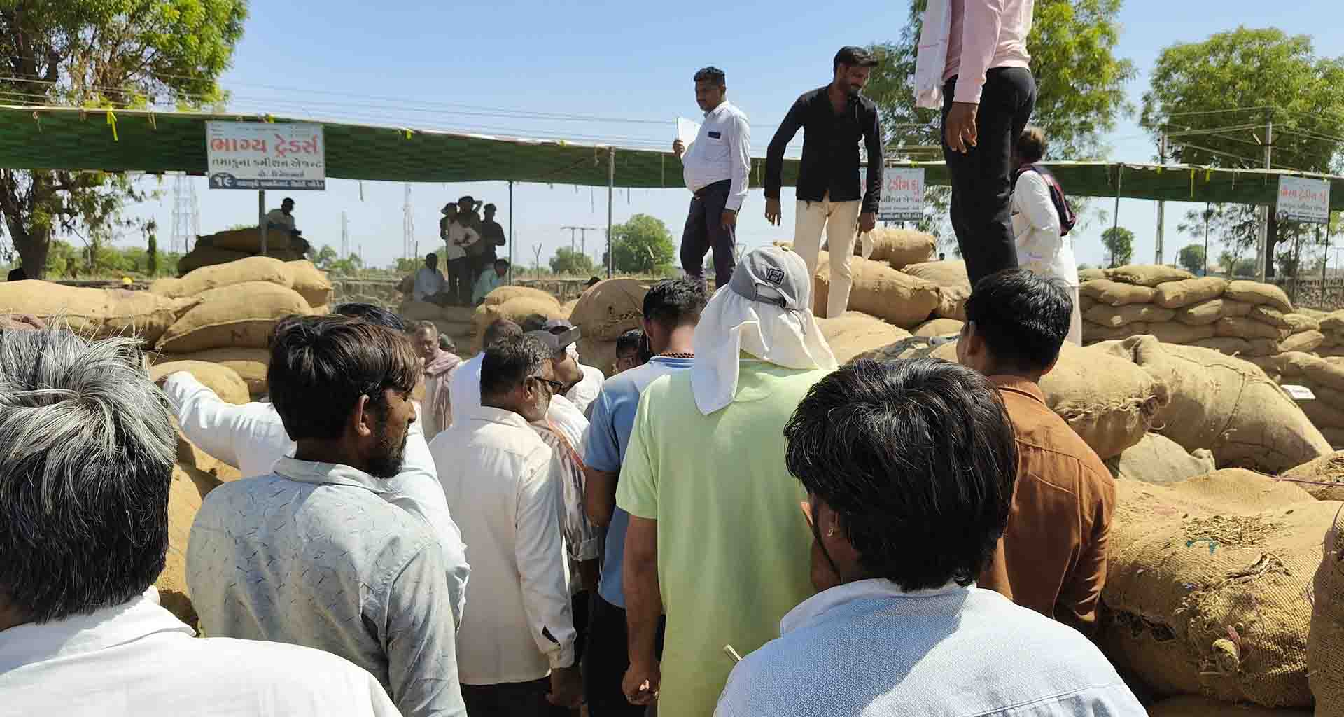 શિહોરી તમાકુ માર્કેડ યાર્ડમાં 20 હજાર બોરીની આવક નોંધાઈ