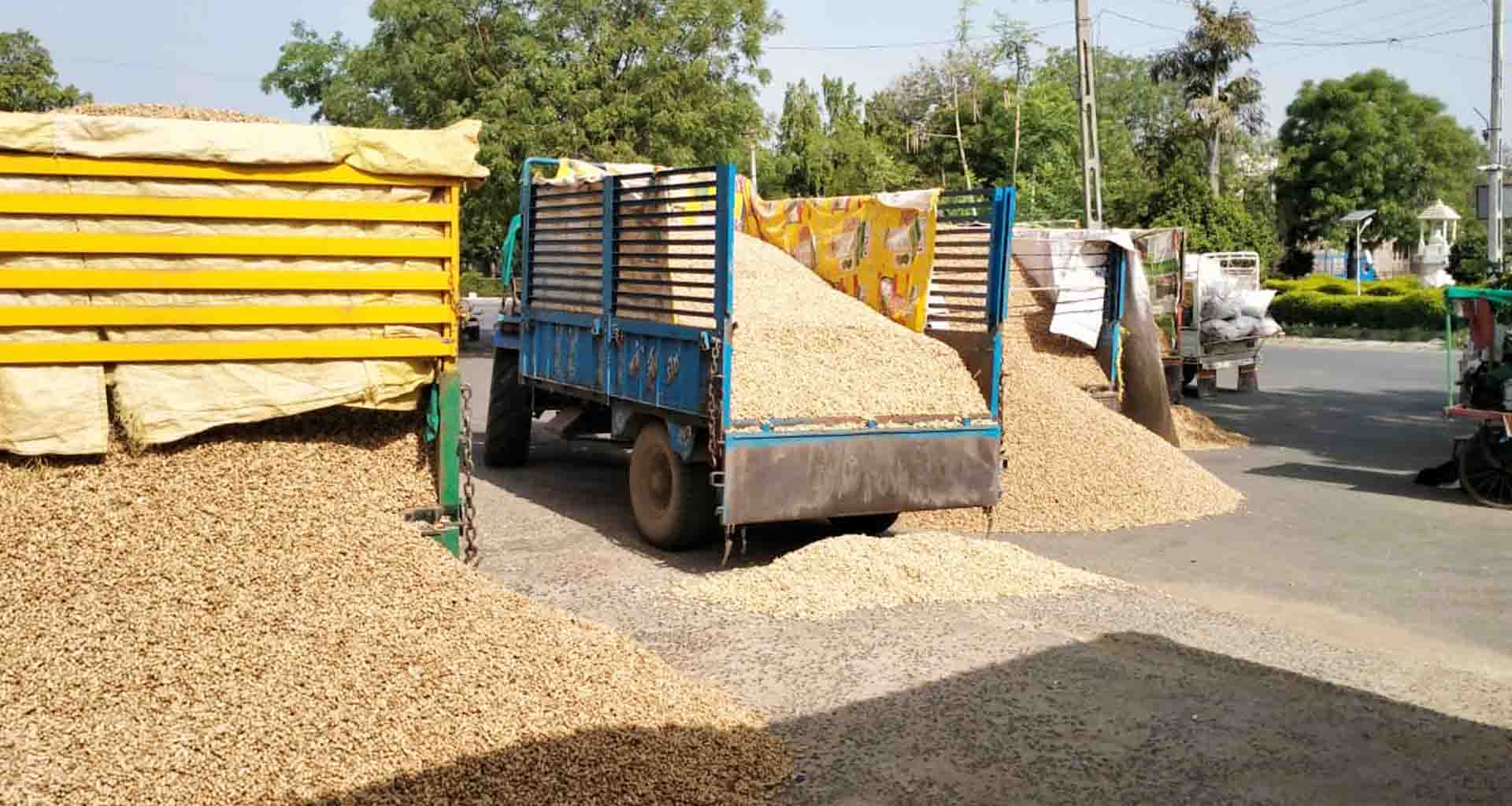 ડીસા માર્કેટયાર્ડમાં મગફળીની આવક થી ધમધમી ઉઠયું