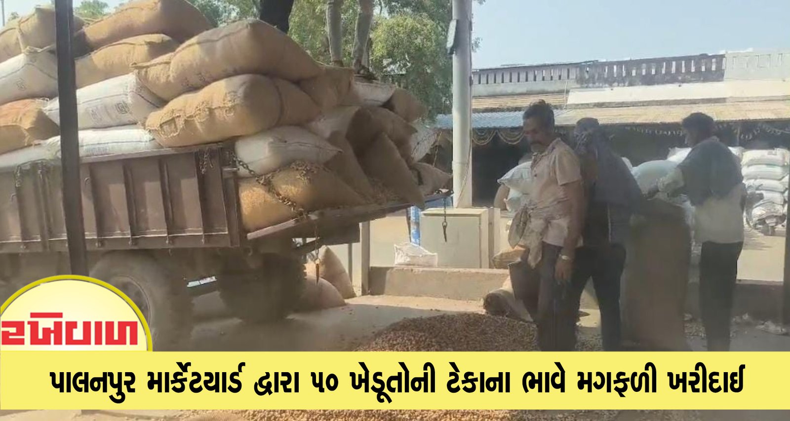 પાલનપુર માર્કેટયાર્ડ દ્વારા 50 ખેડૂતોની ટેકાના ભાવે મગફળી ખરીદાઈ