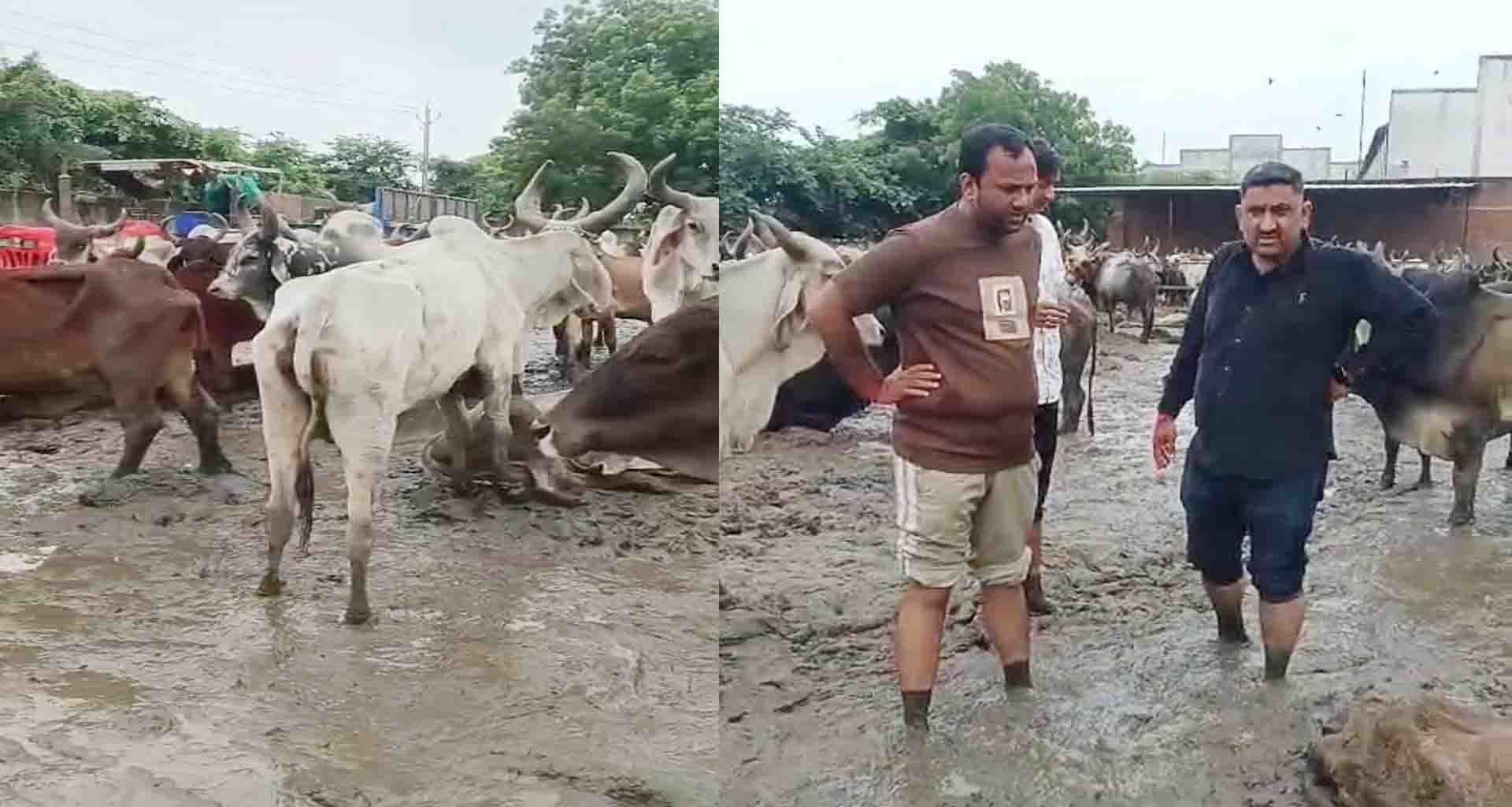 કડી તાલુકાના થોળ ગામે પાંજરાપોળ માં 20 જેટલી ગાયોના મોતથી જિલ્લાભરમાં ખળભળાટ મચ્યો