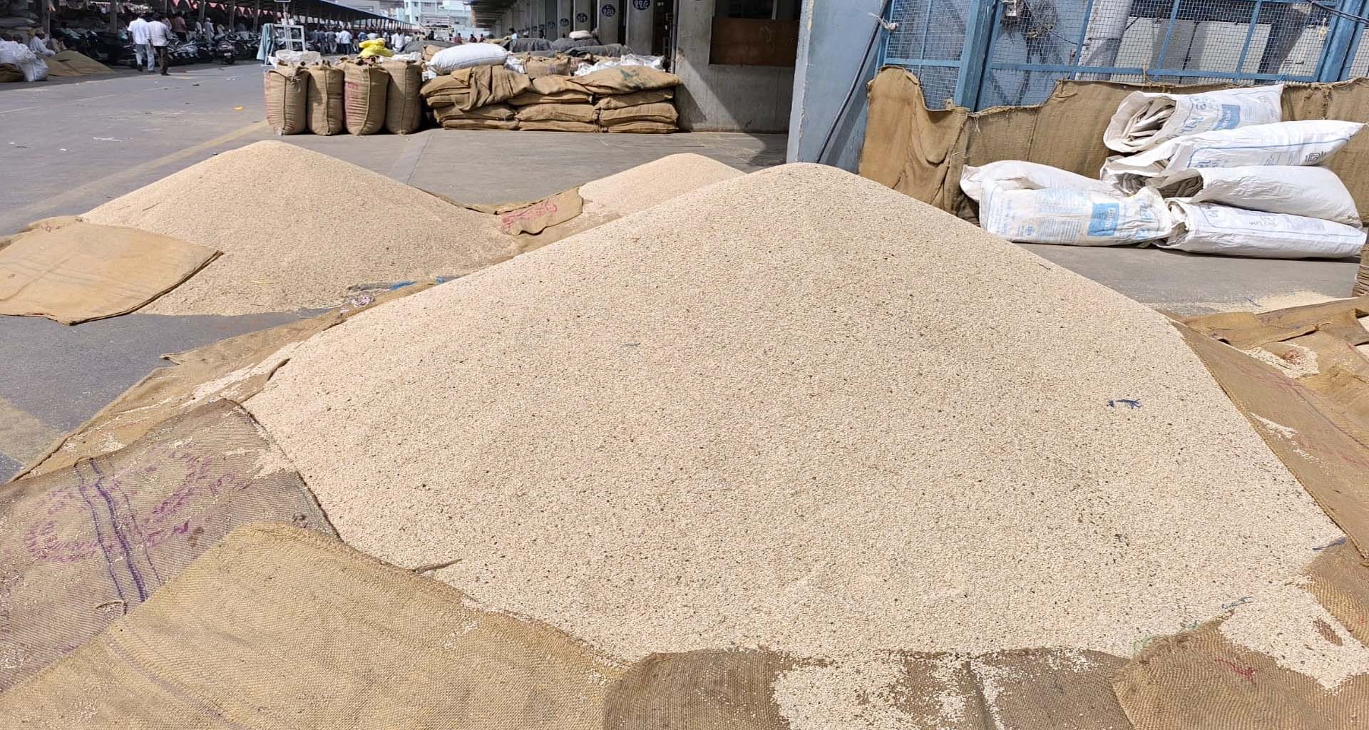 ઊંઝા ગંજ બજારમાં દૈનિક તલની 700 બોરીની આવક નોંધાઈ