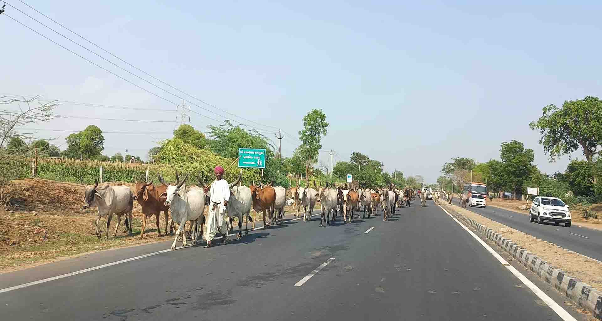 ઉનાળાના સીઝન દરમિયાન ધાસચારા અને પાણીની સમસ્યાને માલધારીઓ ના બનાસકાંઠા જિલ્લામાં ધામા