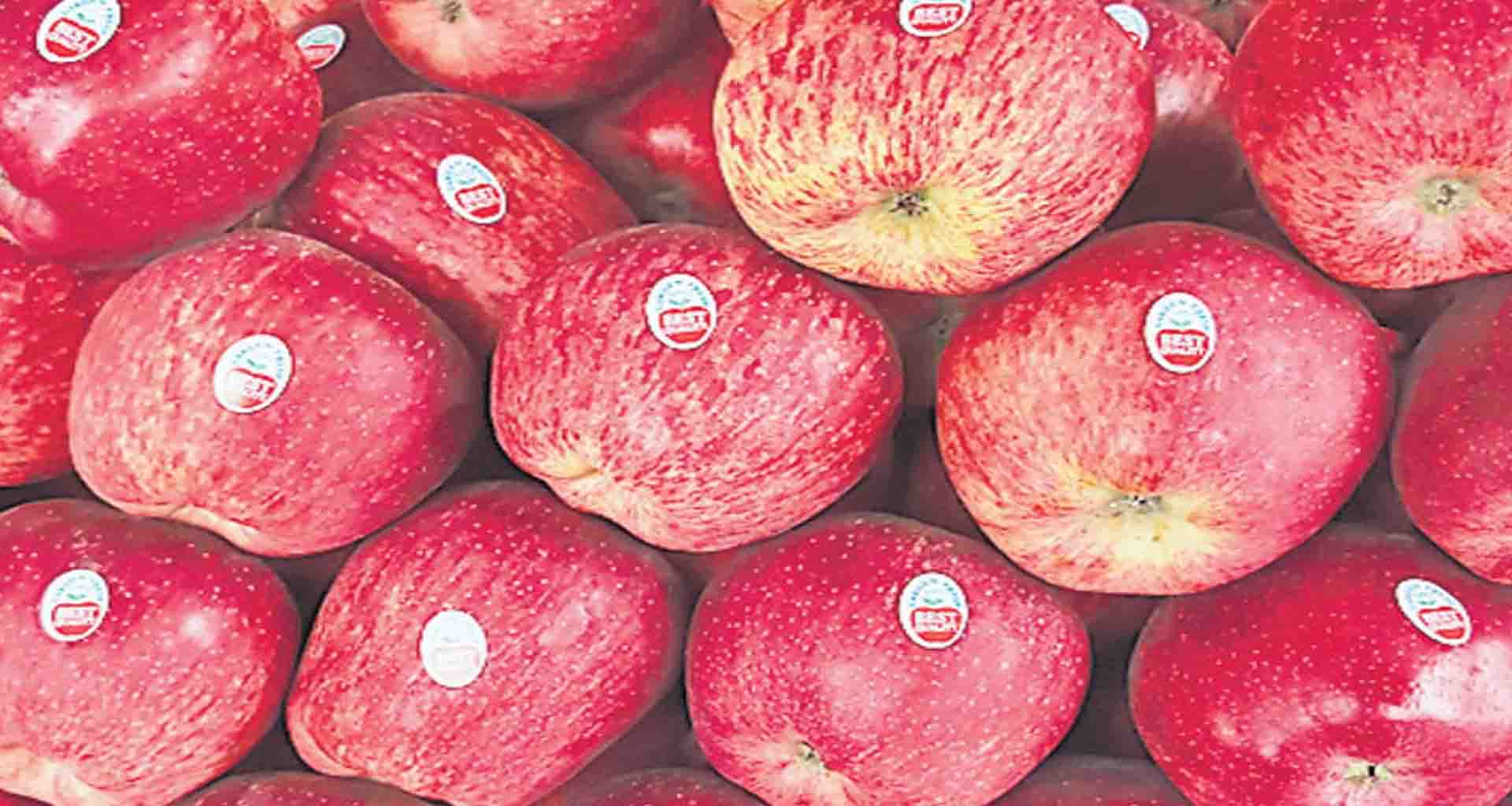 ધાનેરામાં સફરજનની ચોરી; તસ્કરો ત્રીસ કિલો સફરજન ઉઠાવી ગયા