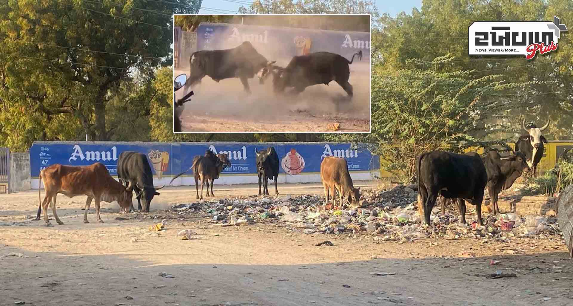 અમીરગઢમાં છેલ્લા કેટલાય સમયથી રખડતા આખલાઓનો ત્રાસથી સ્થાનિકો ત્રાહિમામ