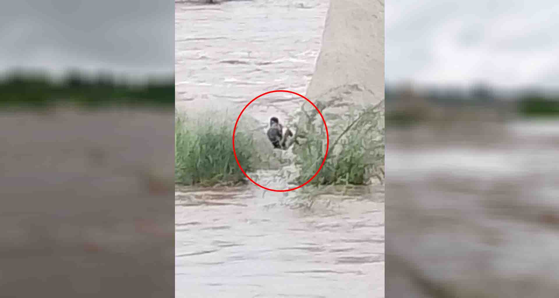 અમીરગઢ; ગઈકાલે ફસાયેલ વ્યક્તિને એસડીઆરએફ ટીમની મદદથી રેસ્ક્યુ કરવામાં આવ્યું