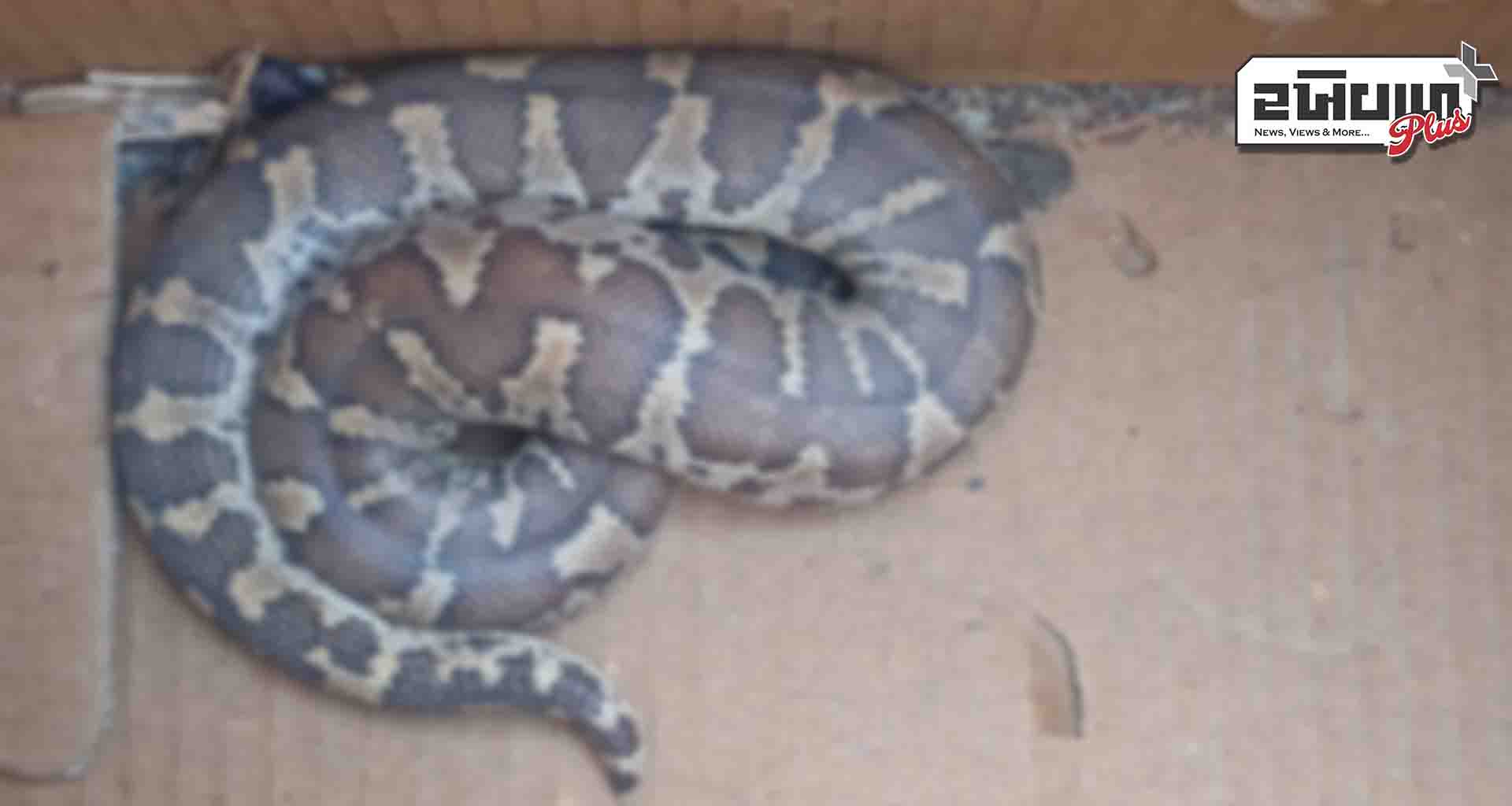 ચિત્રાસણી પ્રાથમિક શાળામાં અજગરનું બચ્ચું દેખાતા ભયનો માહોલ છવાયો