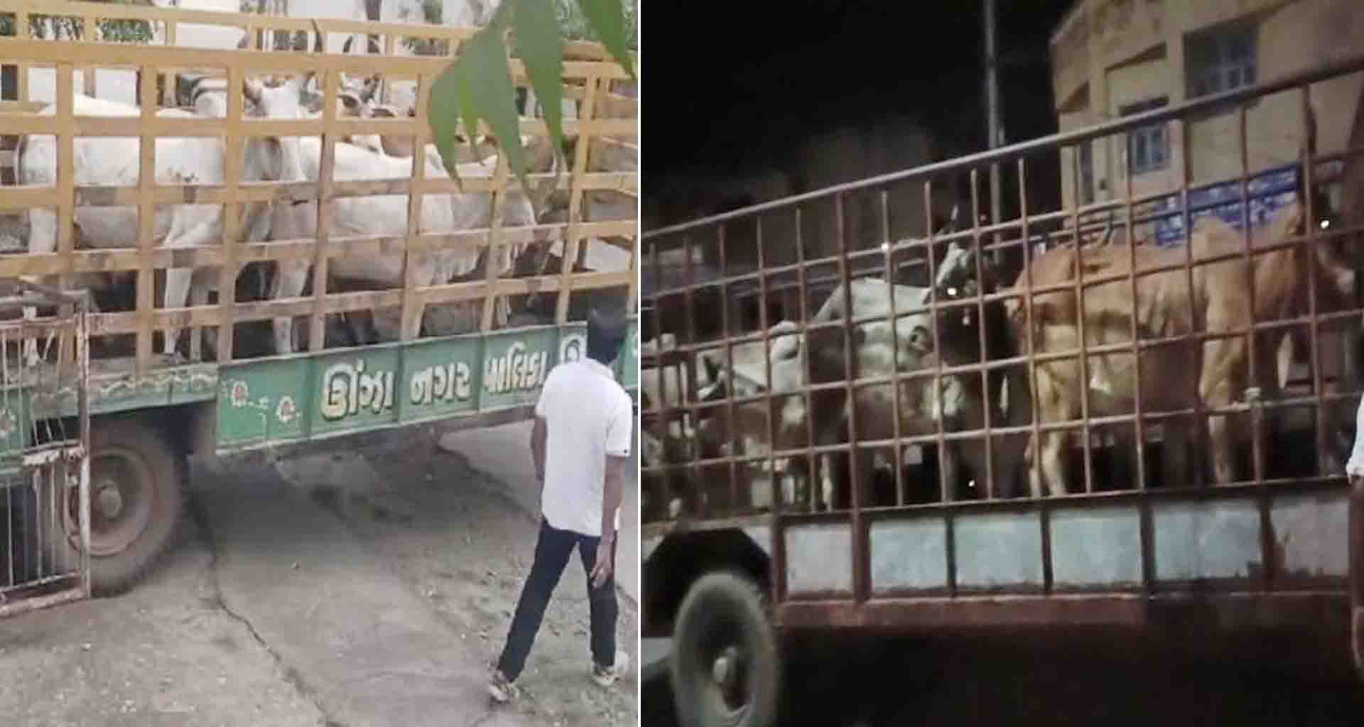 ઊંઝા પાલિકાએ 250થી વધુ રખડતા ઢોર પકડી પાંજરાપોળ ખાતે મોકલી આપવામાં આવ્યા