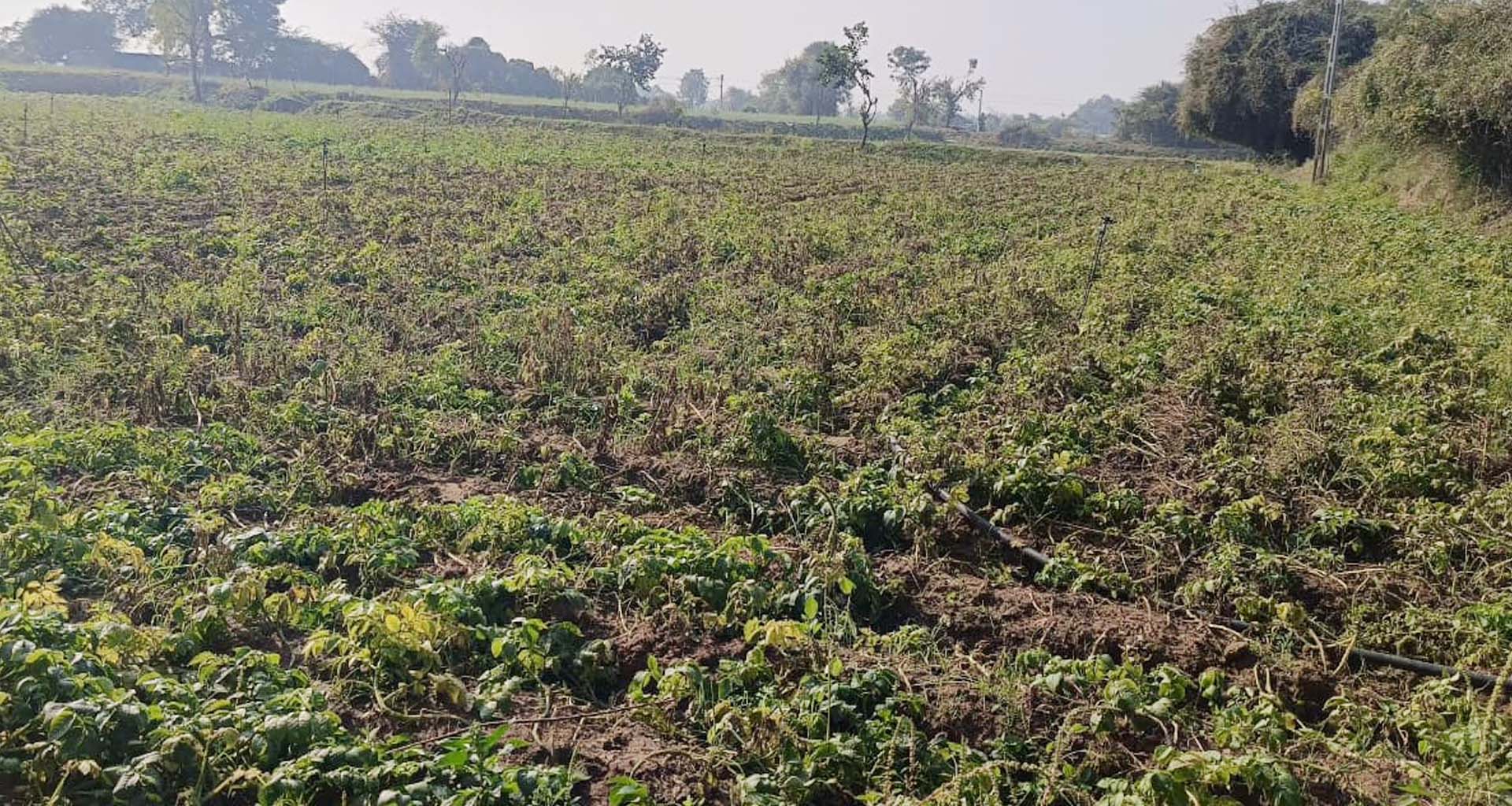 બનાસકાંઠામાં જીલ્લામાં હવામાનની વિપરીત અસરને લઇ બટાકાના પાકમાં પાછોતરો સુકારા દેખા-દેખી