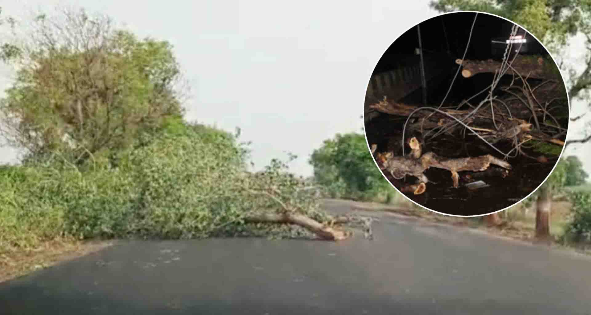 સાબરકાંઠા; વાવાઝોડાએ વિનાશ વેર્યો, ઉનાળુ પાક જમીનદોસ્ત, ઠેર-ઠેર વૃક્ષો ધરાશાયી