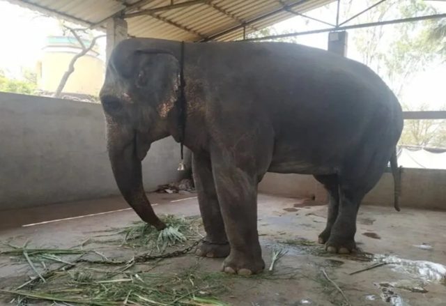 કોલ્હાપુરમાં હાથી ‘માધુરી’ માટે વાંતારા સમર્પિત પુનર્વસન કેન્દ્ર સ્થાપશે