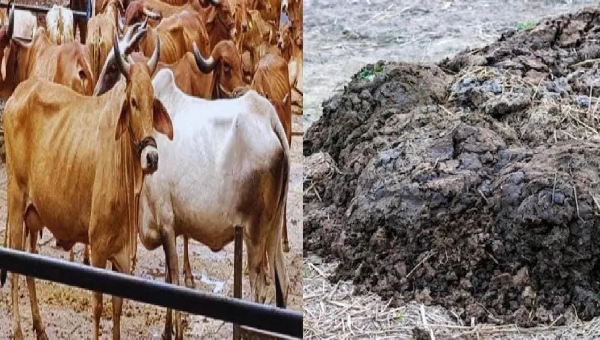 હવે ગ્રામજનો મોજમાં! અહીં સરકાર ખરીદી રહી છે ગાયનું છાણ, જાણો શું છે દર