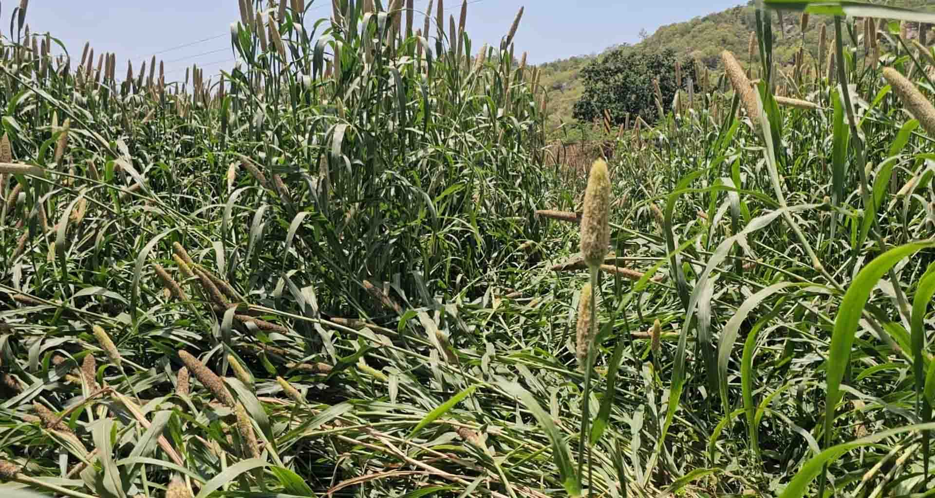 વરસાદ અને વાવાઝોડા ની આગાહીના પગલે દાંતા પંથકના ખેડૂતો ચિંતિત, પહેલા પણ પાક બગડ્યો