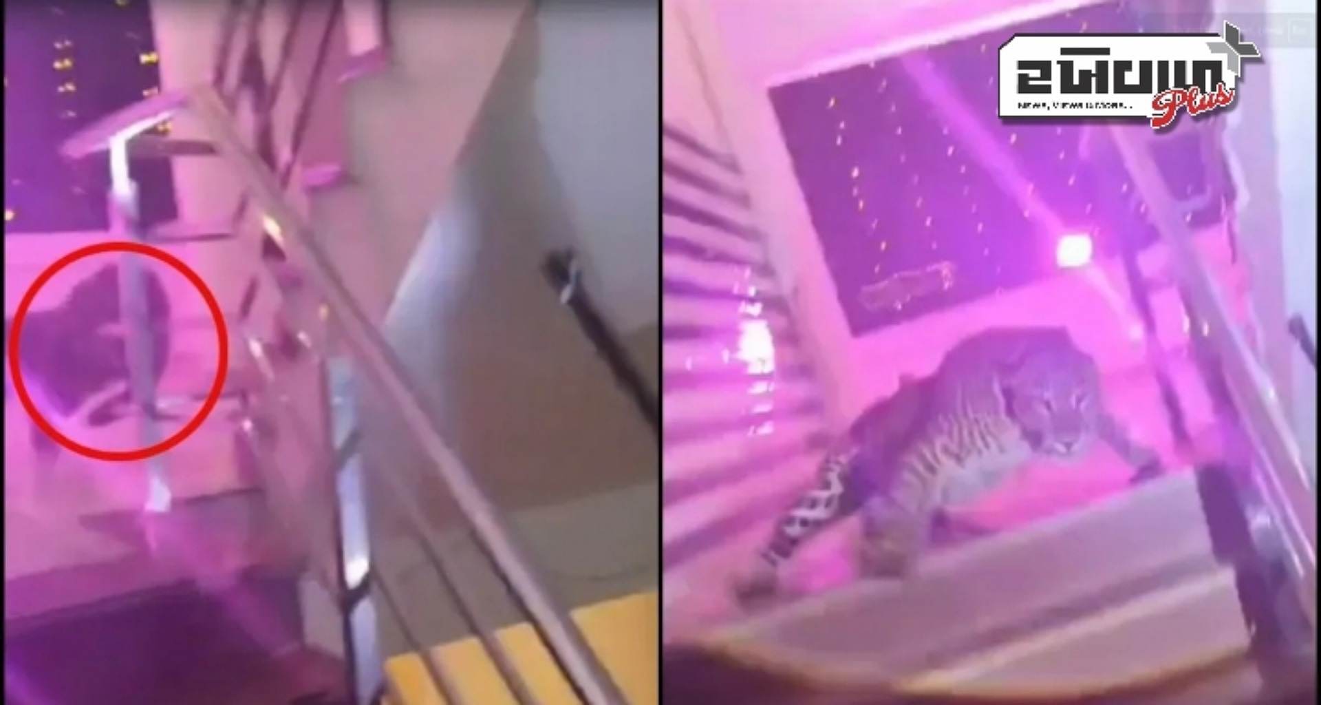 લખનૌમાં લગ્ન સમારોહમાં દીપડો ઘૂસી જતાં ભારે હોબાળો, હુમલામાં વન કર્મચારી ઘાયલ