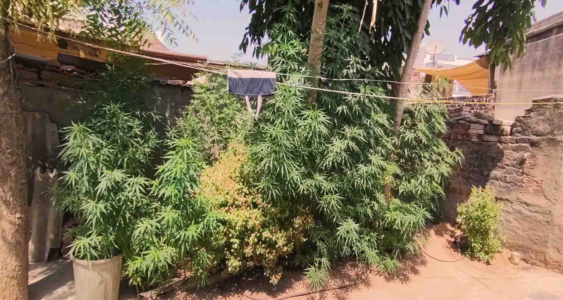 પાલનપુર એસઓજીની ટીમે ધાનેરાના શેરપુરામાંથી ગાંજાનું વાવેતર ઝડપી લીધું