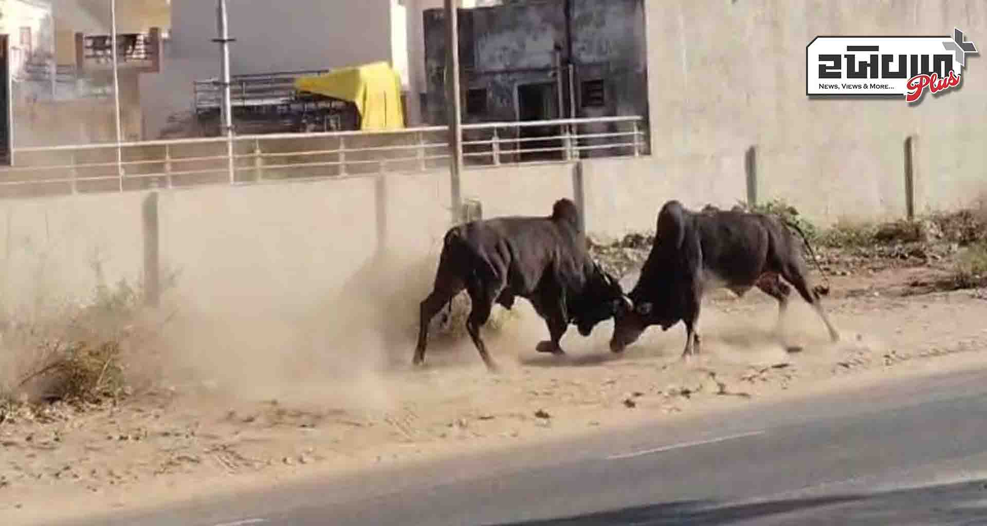 પાટણ ડીસા હાઇવે માર્ગ પર બે આંખલાઓના શીંગડા યુદ્ધે રાહદારીઓ અને વાહન ચાલકોને ભયમાં મૂક્યા