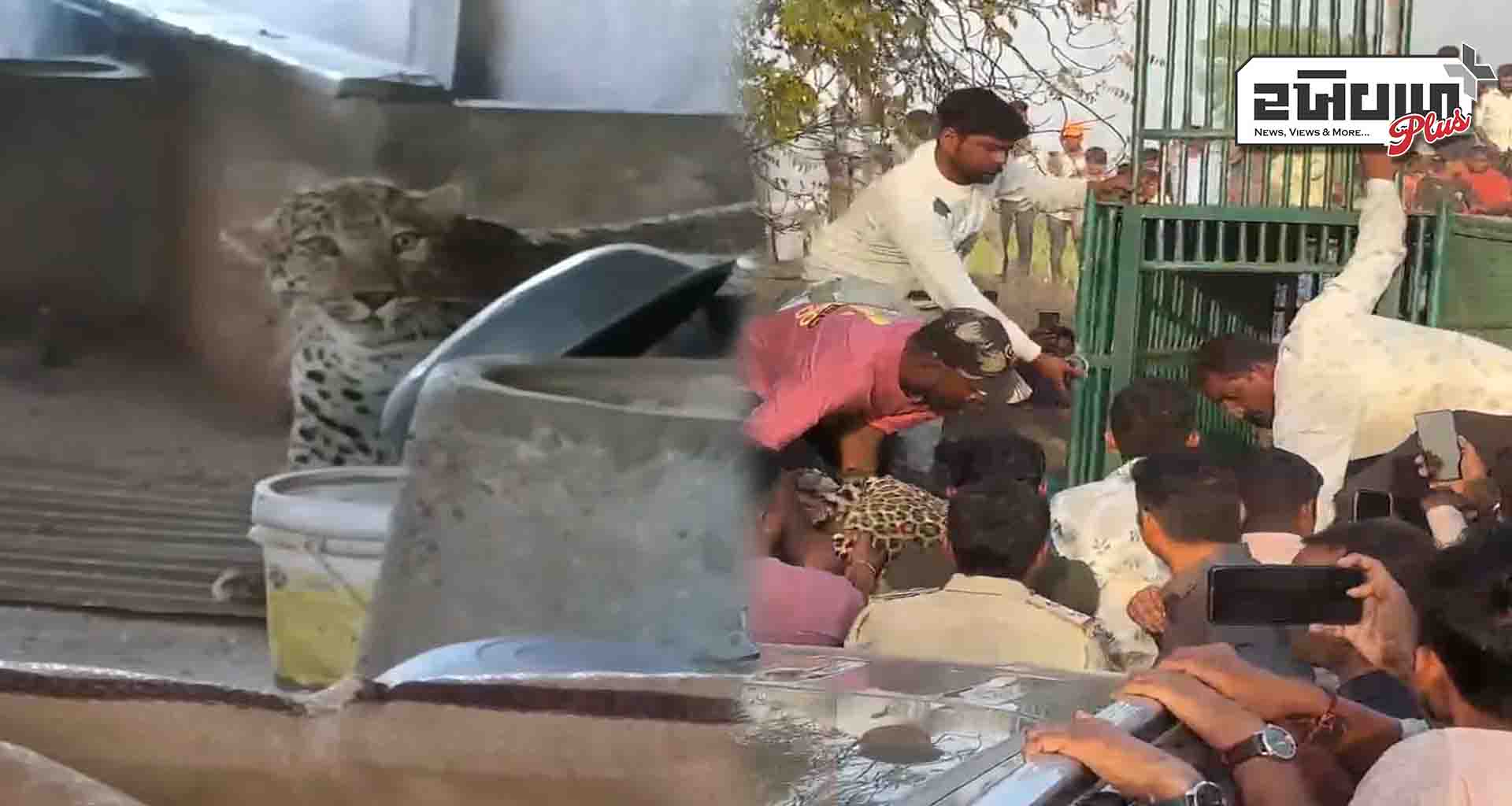 પાલનપુર તાલુકાના વાસણ ગામ ખાતે દીપડાનો આતંક, ગ્રામજનોમાં ભયનો માહોલ