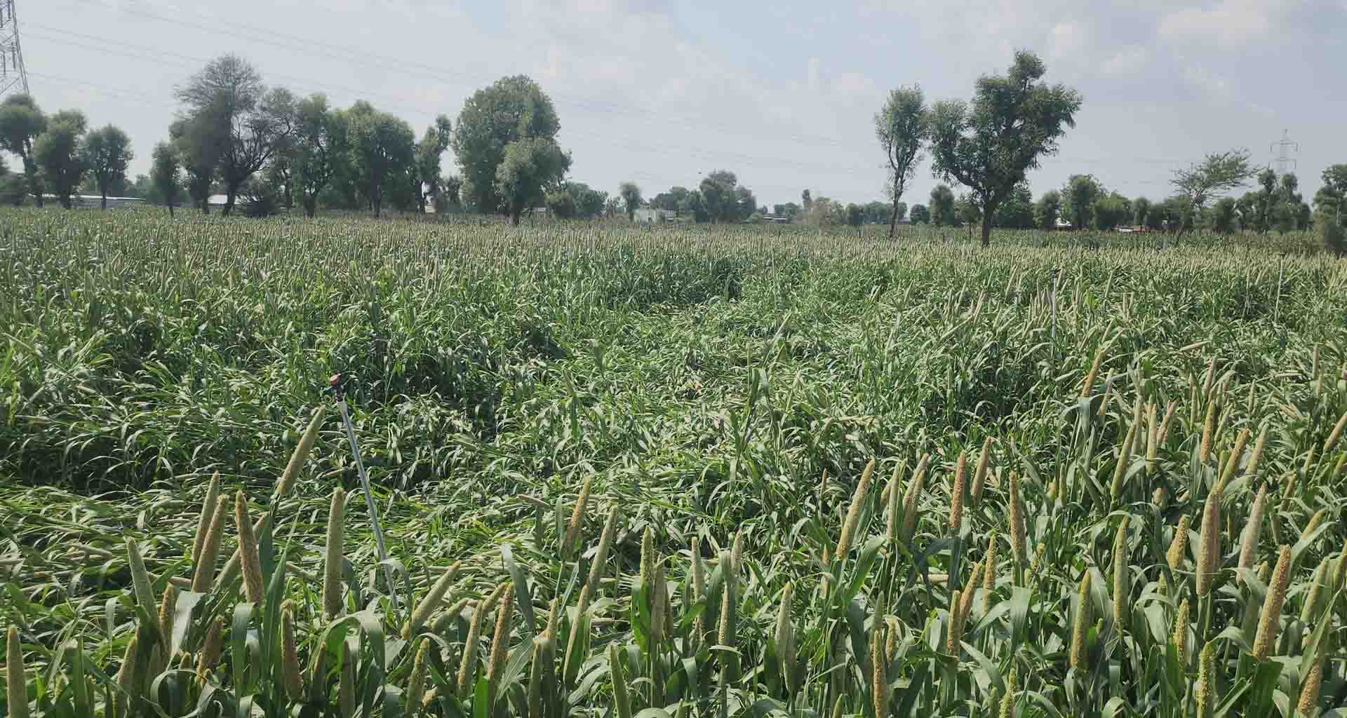 ત્રણ દિવસથી પવન સાથે વરસી રહેલા કમોસમી વરસાદ; ખેડૂતોને આર્થિક નુકસાન વેઠવાનો વારો