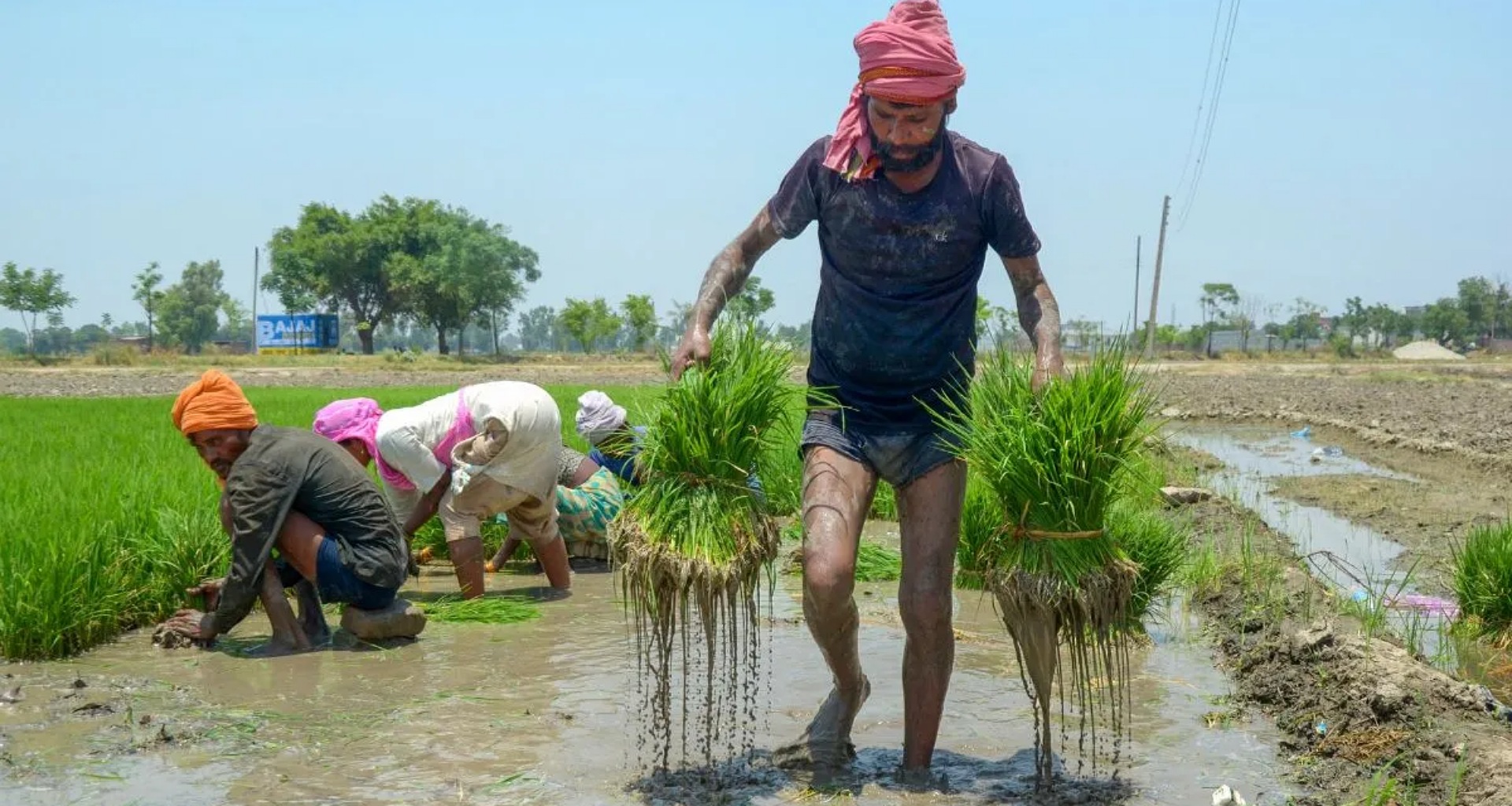 ભારત ચીનને પાછળ છોડીને વિશ્વનો સૌથી મોટો ચોખા ઉત્પાદક દેશ બન્યો - કૃષિ મંત્રીએ પોતે આ માહિતી આપી