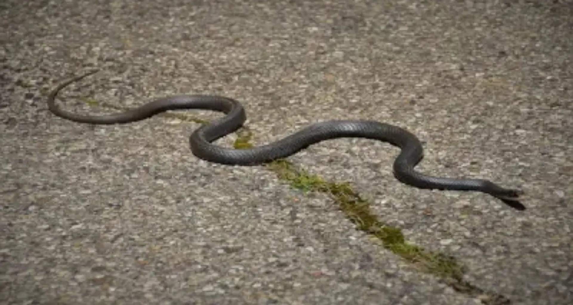 મધ્યપ્રદેશ સાપ કૌભાંડ: 279 ખોટા નામ બતાવીને 11 કરોડ રૂપિયાની છેતરપિંડી