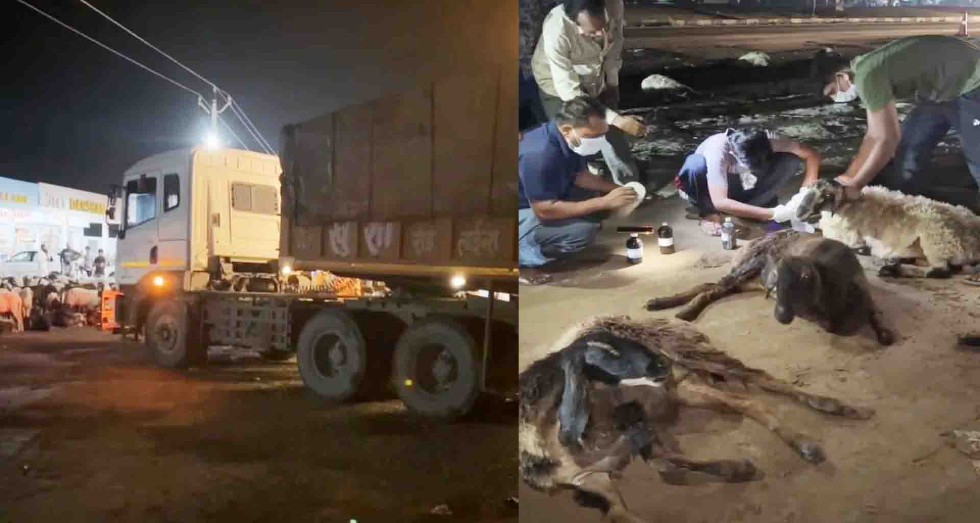 પાટણ ના વારાહી નજીકના માગૅ પર ટ્રેઈલર ચાલકે 100 થી વધુ ઘેટાંઓને હડફેટે લઈ મોતને ઘાટ ઉતાયૉ