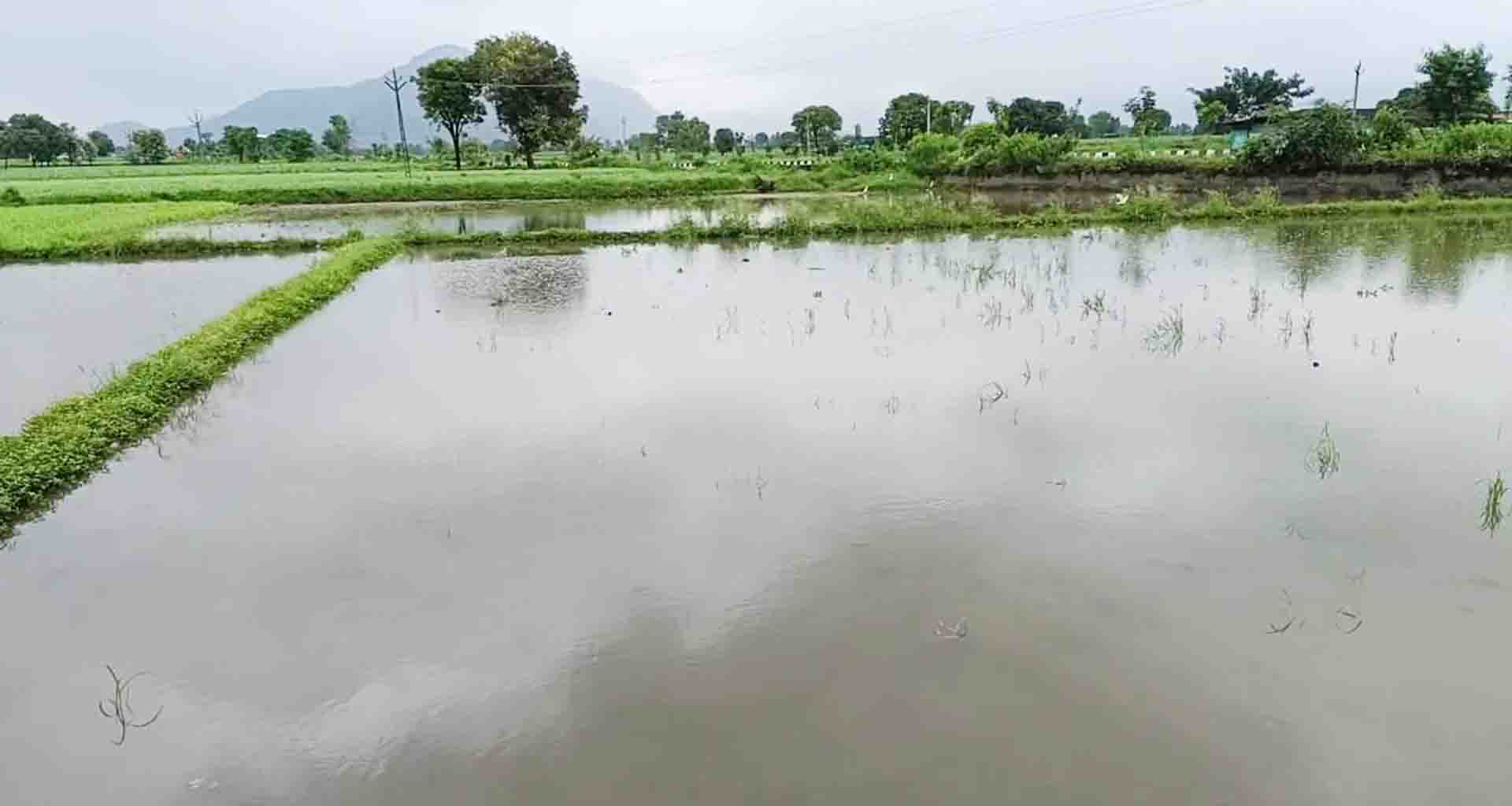 વડગામ અને દાંતા વિસ્તારના ખેતરોમાં મગફળી, મકાઈ અને દિવેલા પાકોના વાવેતરમાં પાણી ભરાયા