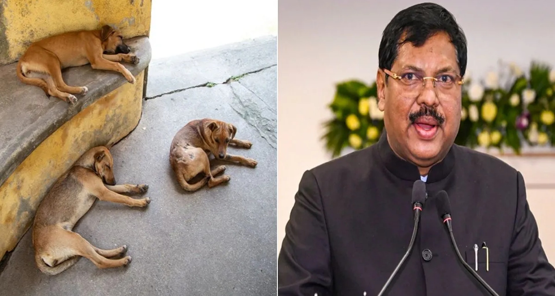 શું સુપ્રીમ કોર્ટનો રખડતા કૂતરાઓને દૂર કરવાનો નિર્ણય રદ થશે? જાણો CJI ગવઈએ શું કહ્યું