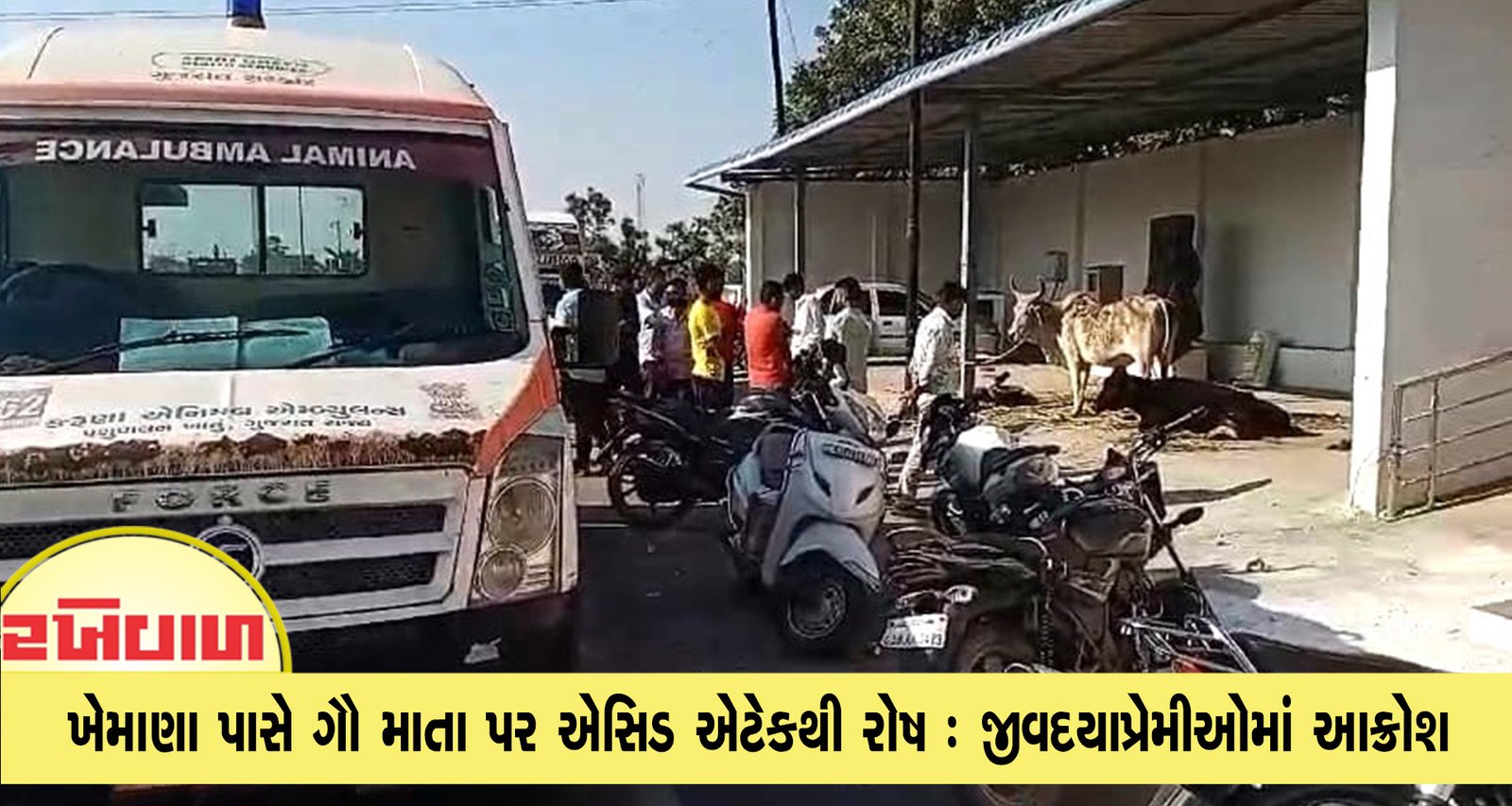 ખેમાણા પાસે ગૌ માતા પર એસિડ એટેકથી રોષ : જીવદયાપ્રેમીઓમાં આક્રોશ