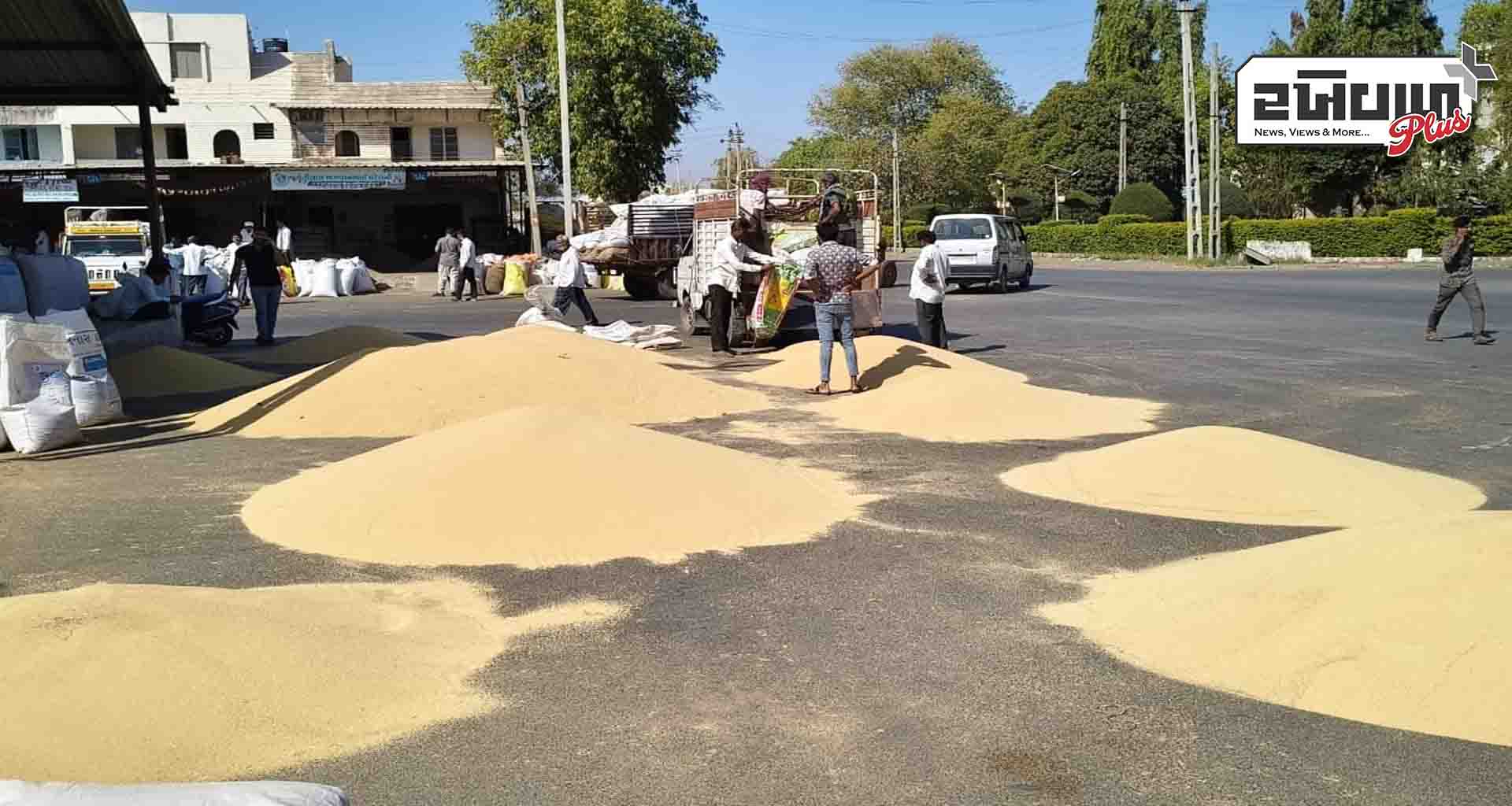 ડીસાના રાજગરાની યુએસ, જર્મની, અરબ સહિત 10 થી વધુ દેશોમાં માંગ