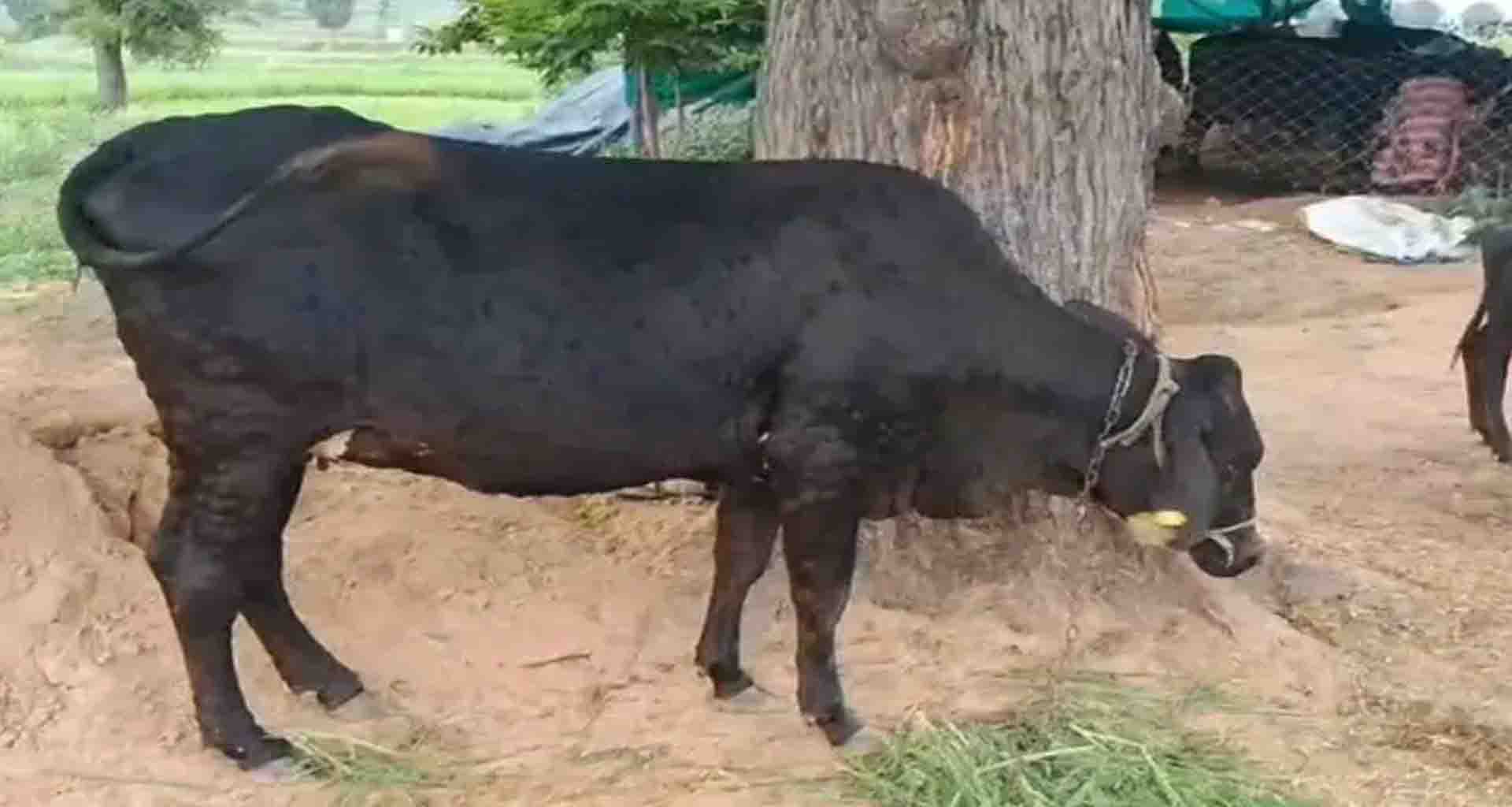 પાલનપુર તાલુકામાં ફરી લમ્પી વાયરસે દેખા-દેતા ખળભળાટ