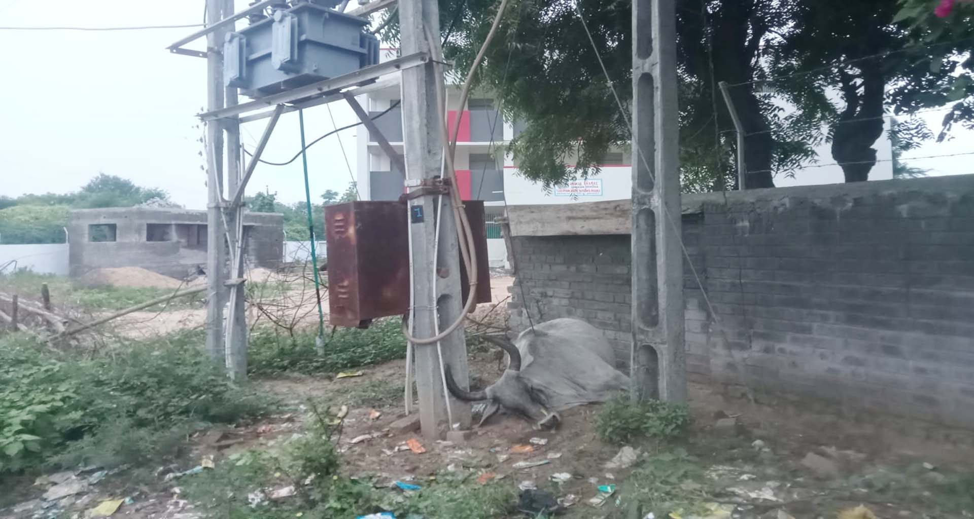 ડીસાના મોટી ઘરનાળ ગામે વીજ ડીપીને અડકતા ગાયનું મોત નિપજ્યું