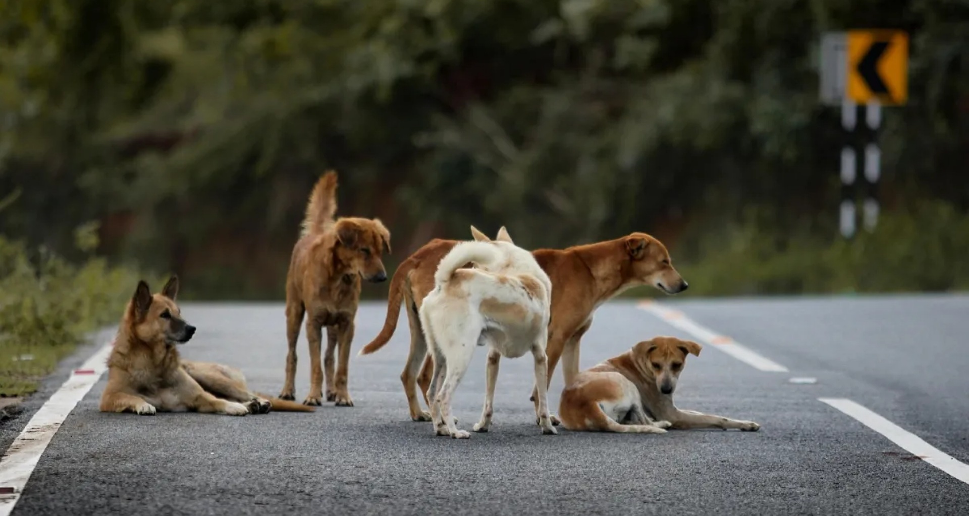 દિલ્હી-NCRની શેરીઓમાંથી રખડતા કૂતરા ગાયબ થઈ જશે, સુપ્રીમ કોર્ટનો આદેશ - 8 અઠવાડિયામાં બધાને શેલ્ટર હોમમાં મોકલવા જોઈએ