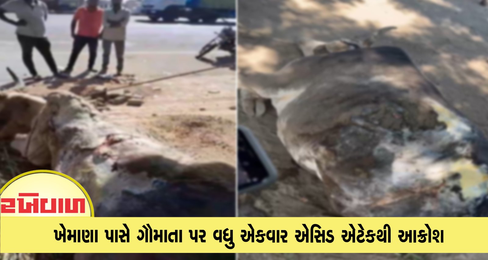 ખેમાણા પાસે ગૌમાતા પર વધુ એકવાર એસિડ એટેકથી આક્રોશ