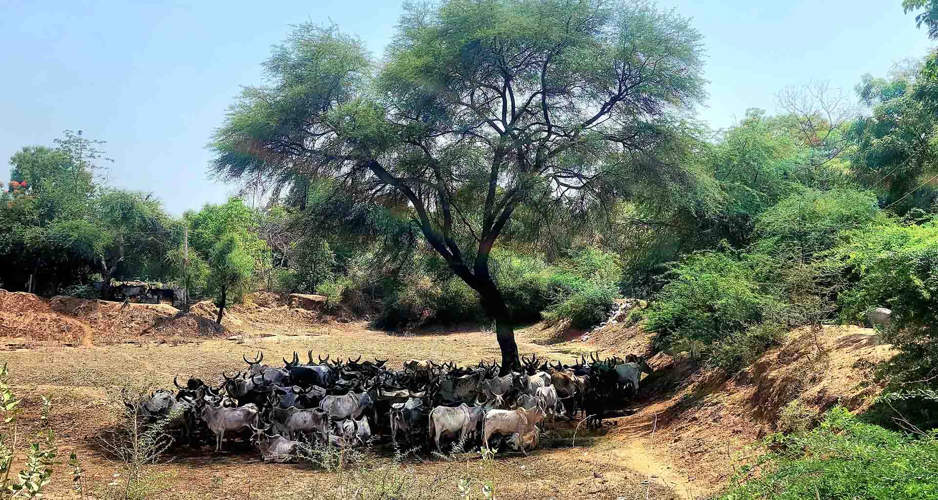 મહત્વ સમજાવતું દ્રશ્ય; આકરી ગરમીમાં એક વૃક્ષ અનેક જીવોનો આશરો