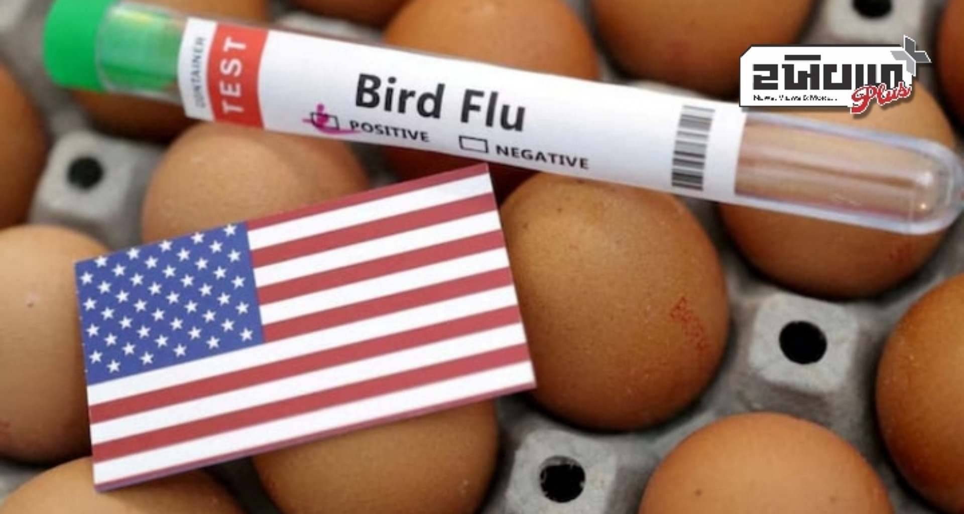 બર્ડ ફ્લૂના પ્રકોપ વચ્ચે માંગને પહોંચી વળવા અમેરિકા બ્રાઝિલ તરફ વળ્યું