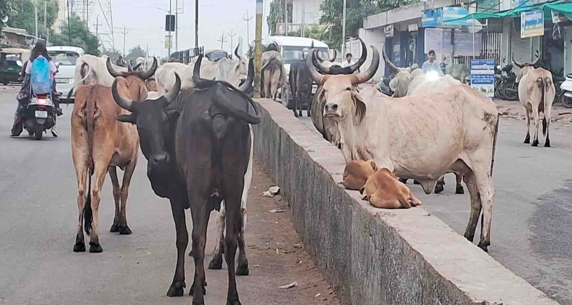 ડીસામાં રખડતા ઢોર : અકસ્માતને ખુલ્લું આમંત્રણ