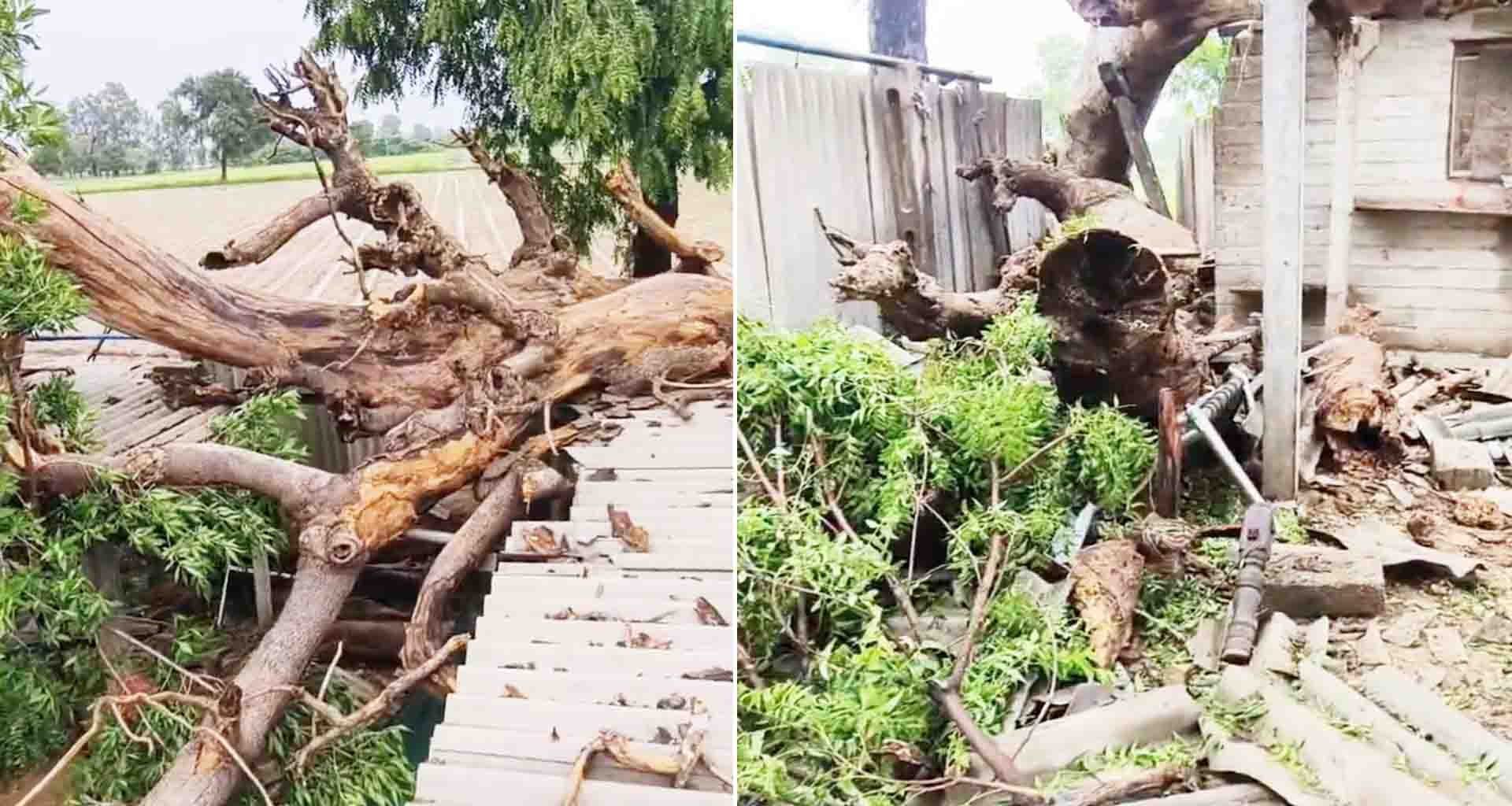 ડીસાના દામા ગામે ઝાડ ધરાશાઇ થતાં દંપતીને ગંભીર ઈજા