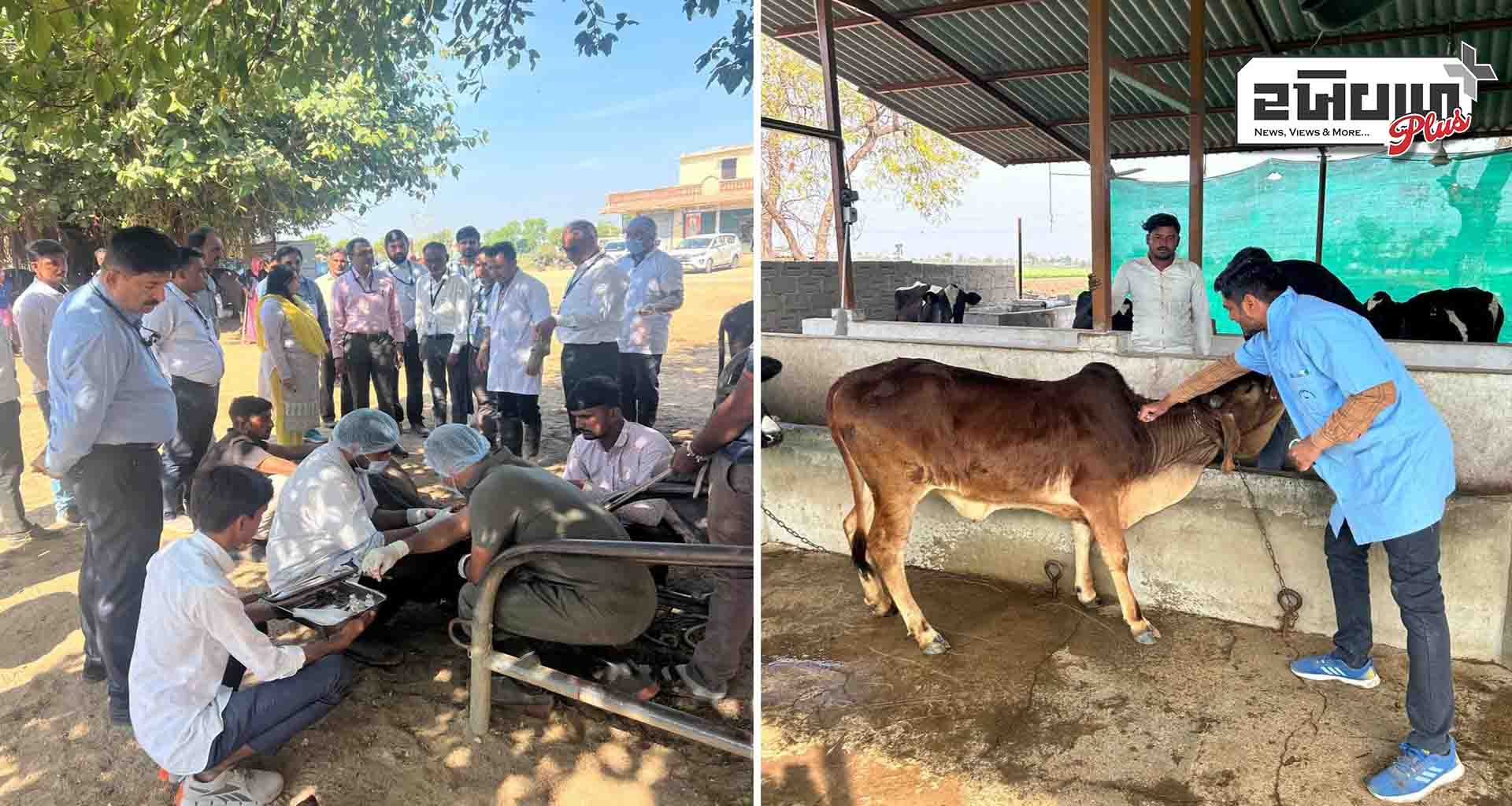 દોઢ મહિનામાં અંદાજે 24 લાખથી વધુ ગાય-ભેંસ વર્ગના પશુઓને ખરવા મોવાસા વિરોધી રસીકરણ કરાશે