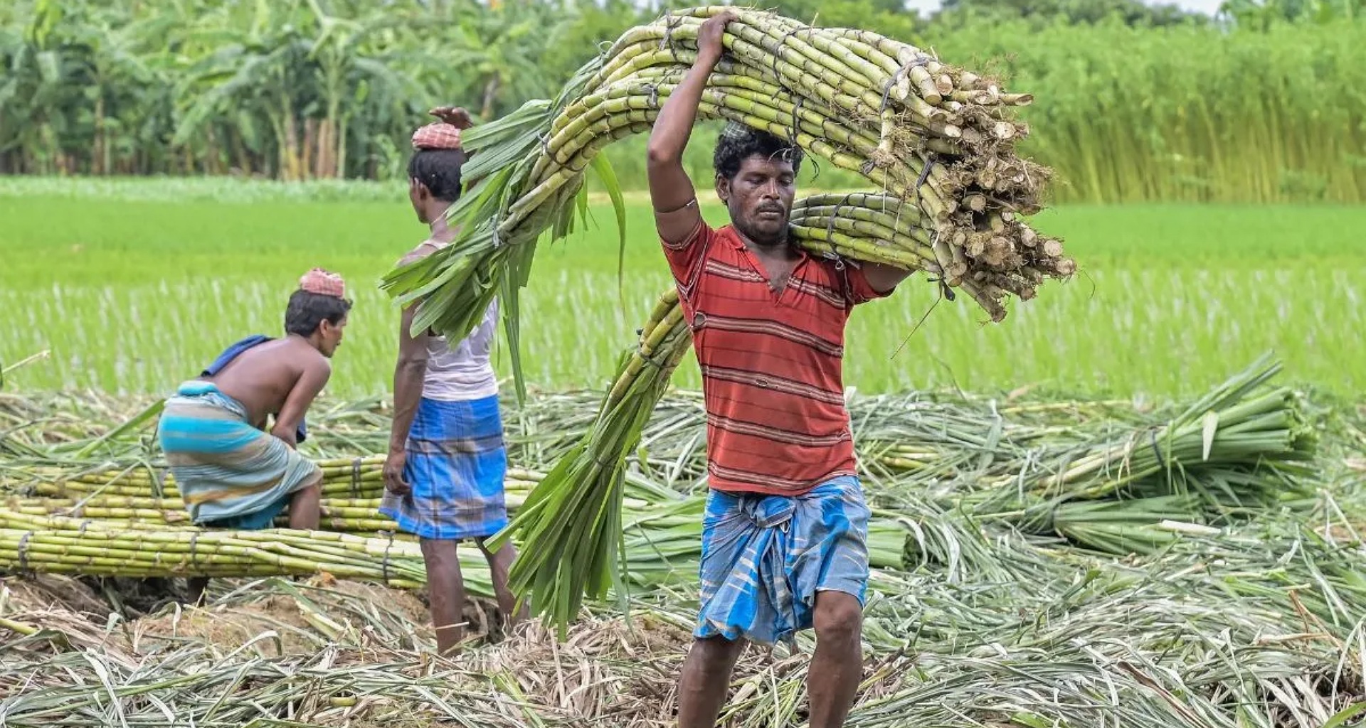 સરકારે શેરડીના ભાવમાં વધારો કર્યો, આ રાજ્યના ખેડૂતોને હવે વધુ નફો મળશે