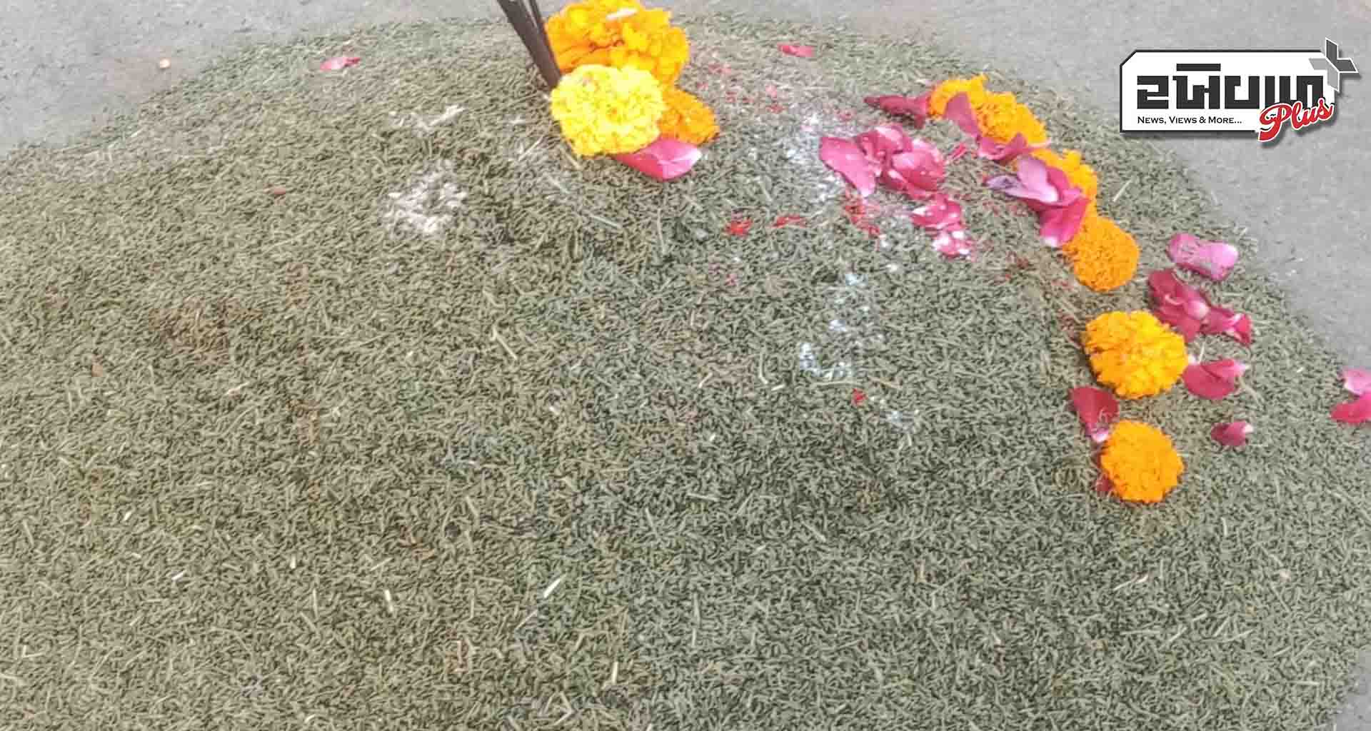 ઊંઝા ગંજબજારમાં નવા જીરાનો મુહર્તનો મણે ભાવ રૂ 22, 222નો પડ્યો