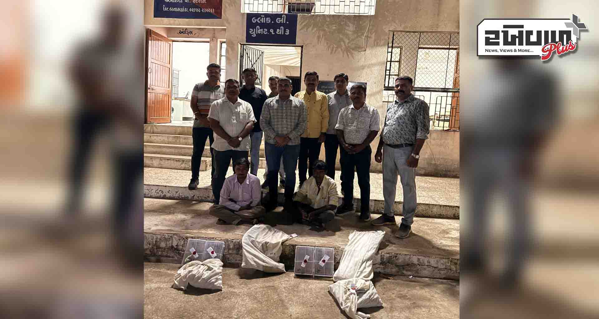 બનાસકાંઠામાં અફીણની ખેતી ઝડપાઈ; વરિયાળી અને મકાઈના વાવેતર વચ્ચે અફીણનું વાવેતર