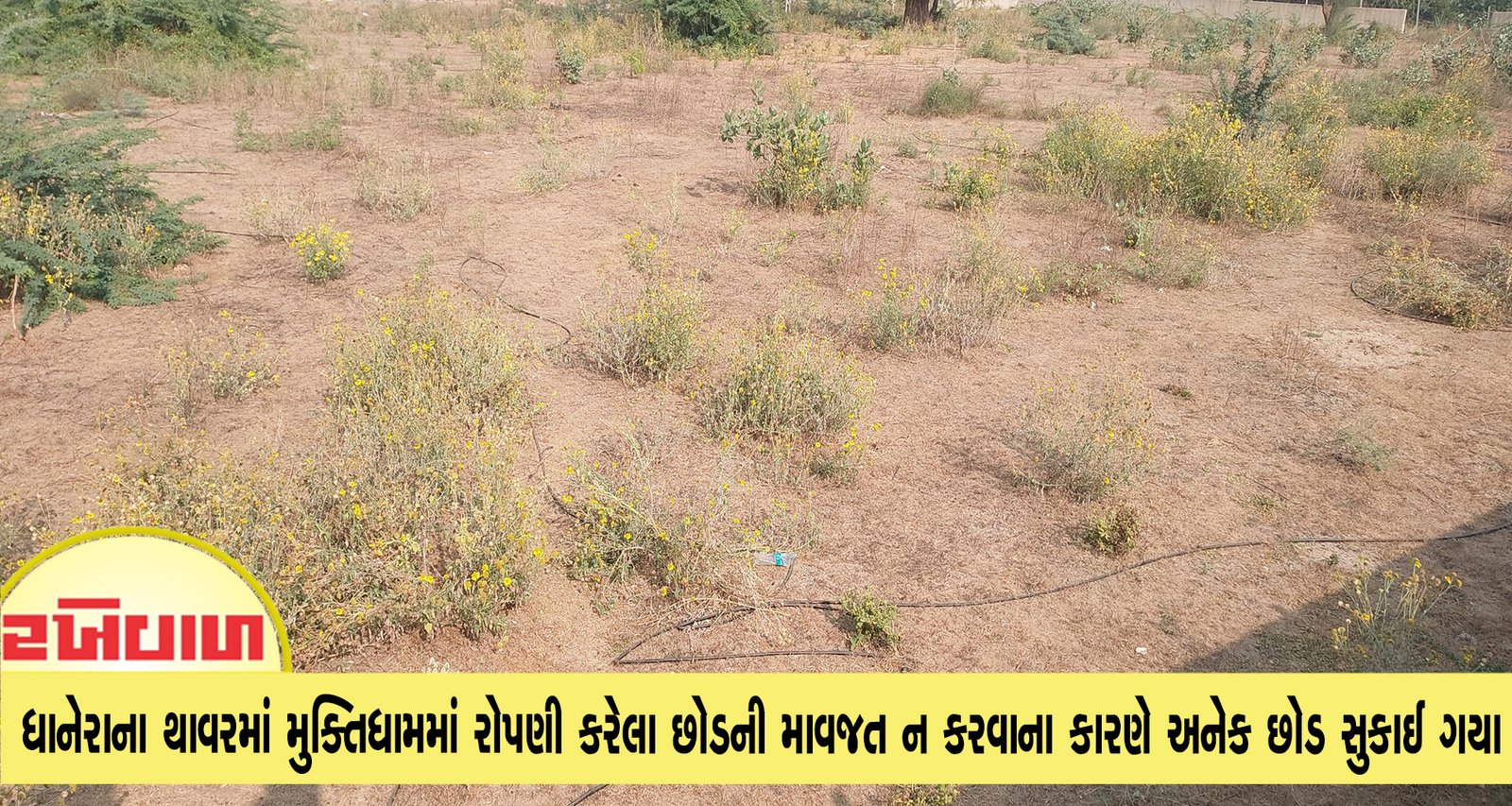 ધાનેરાના થાવરમાં મુક્તિધામમાં રોપણી કરેલા છોડની માવજત ન કરવાના કારણે અનેક છોડ સુકાઈ ગયા