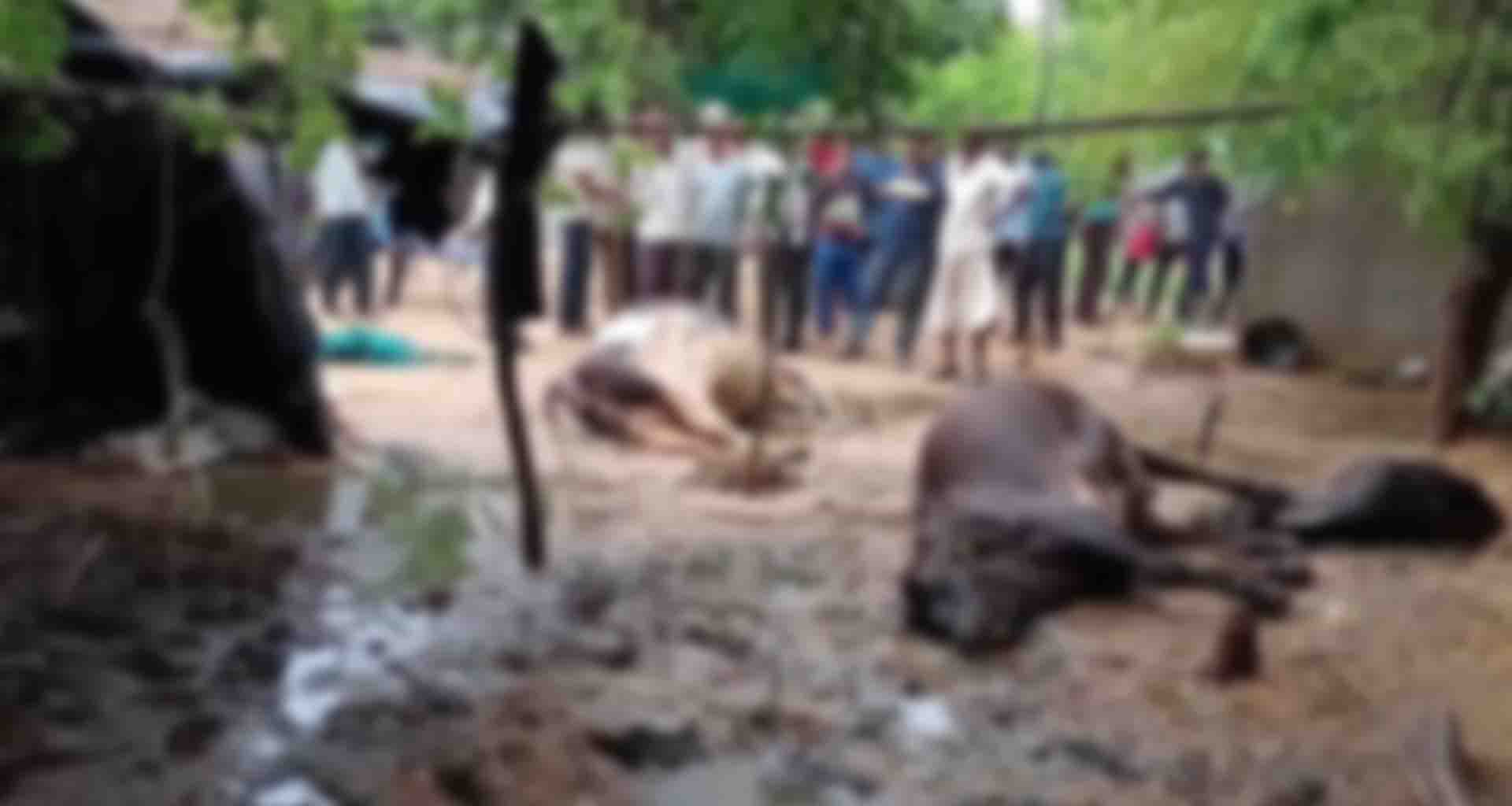 પાલનપુરના ગોળા ગામે વીજળી પડતા ચાર દુધાળા પશુઓના મોત