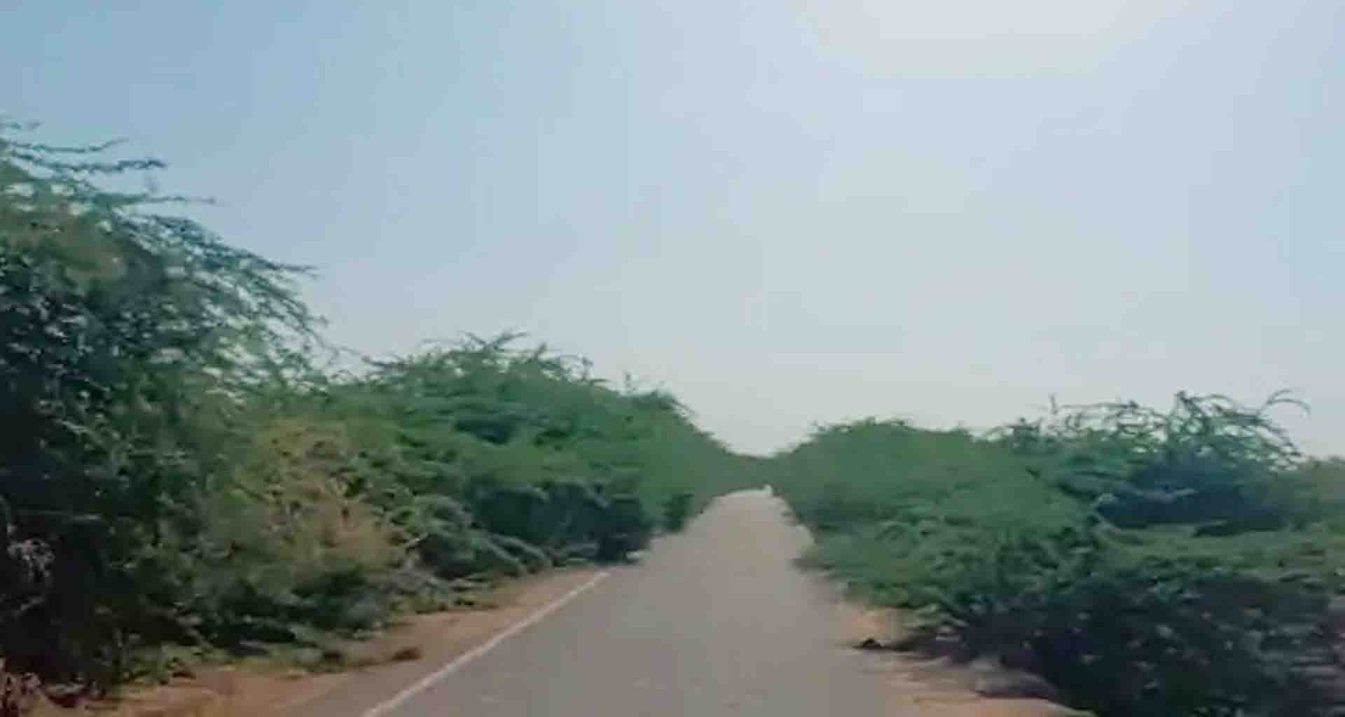 થરાદના વાવ-ઈઢાટા રોડ પર ગાંડા બાવળના કારણે અકસ્માતનું જોખમ