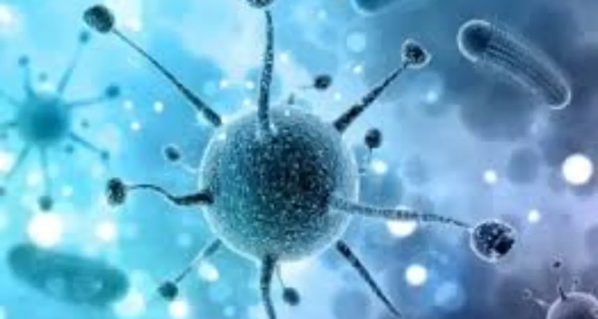 કેરળમાં નિપાહ વાયરસથી વધુ એક વ્યક્તિનું મોત! વધુ એક ચેપગ્રસ્ત વ્યક્તિ હોસ્પિટલમાં દાખલ, સરકાર હાઈ એલર્ટ પર