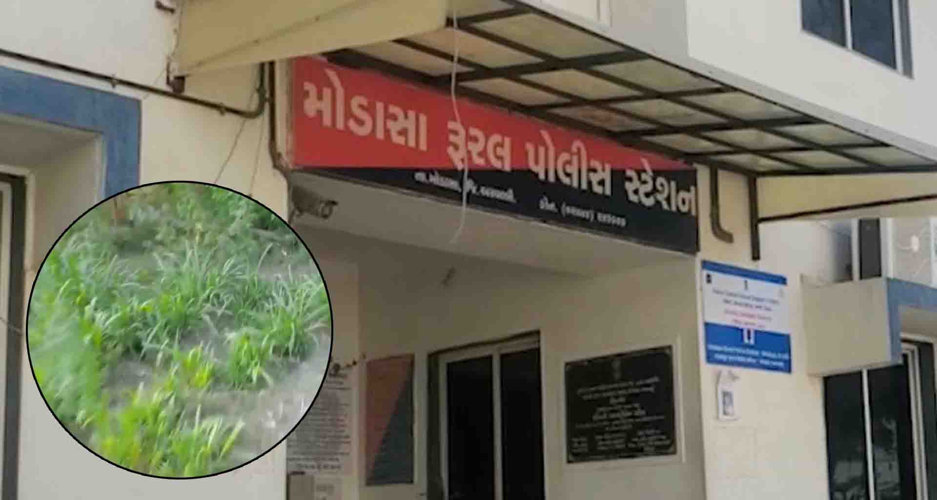 ગાંજાનું અવૈધ વાવેતર પકડી પાડ્યું; આરોપી પોલીસને જોઈને ફરાર