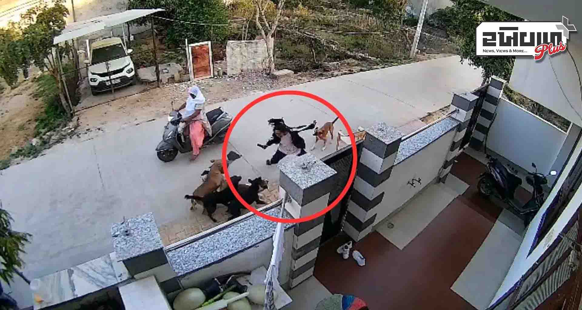 રાજસ્થાનના અલવરમાં મહિલા પર અચાનક એક સાથે 8-10 કૂતરાઓએ હુમલો કર્યો