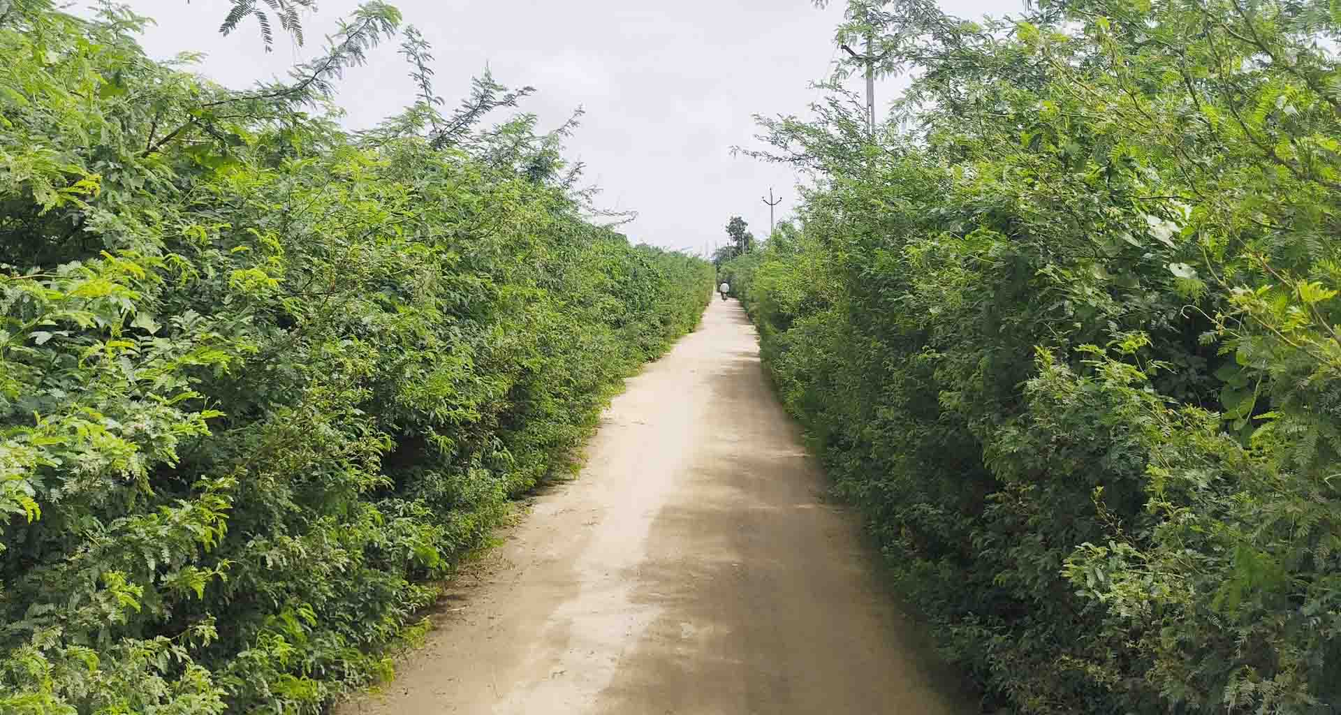 વાવના સપ્રેડા થી ગોલગામ સુધીના પાકા રસ્તા ઉપર ગાંડા બાવળના સામ્રાજ્ય; ચાલકો પરેશાન