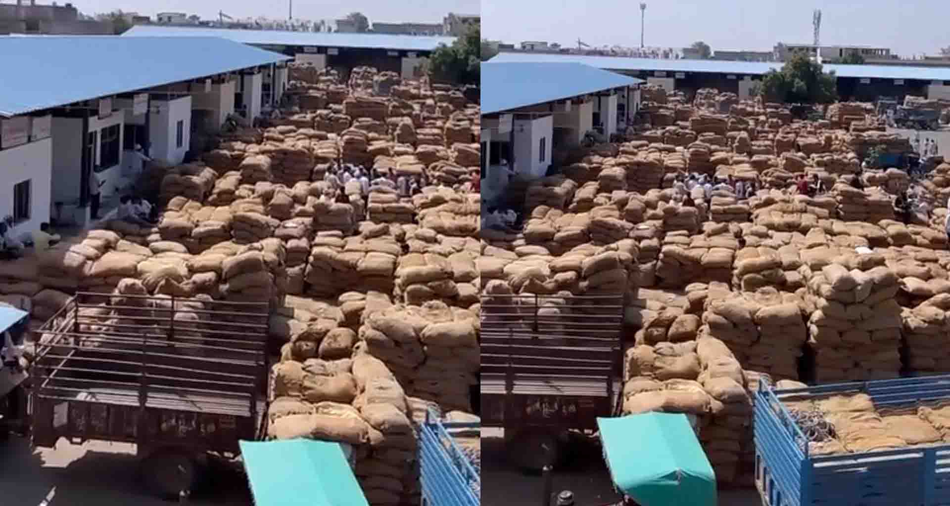 ડીસા માર્કેટયાર્ડ તમાકુની આવક થી શરૂ થઇ : પ્રથમ દિવસે જ 50 હજાર બોરીની આવક સાથે માર્કેટયાર્ડ ઉભરાયું