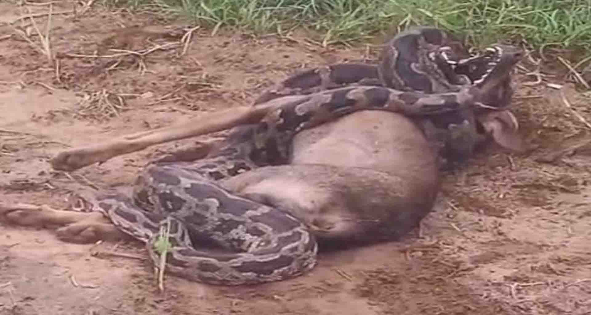 પાલનપુરના કોટડા (ચા) ગામે અજગરે શ્વાનનું મારણ કર્યું